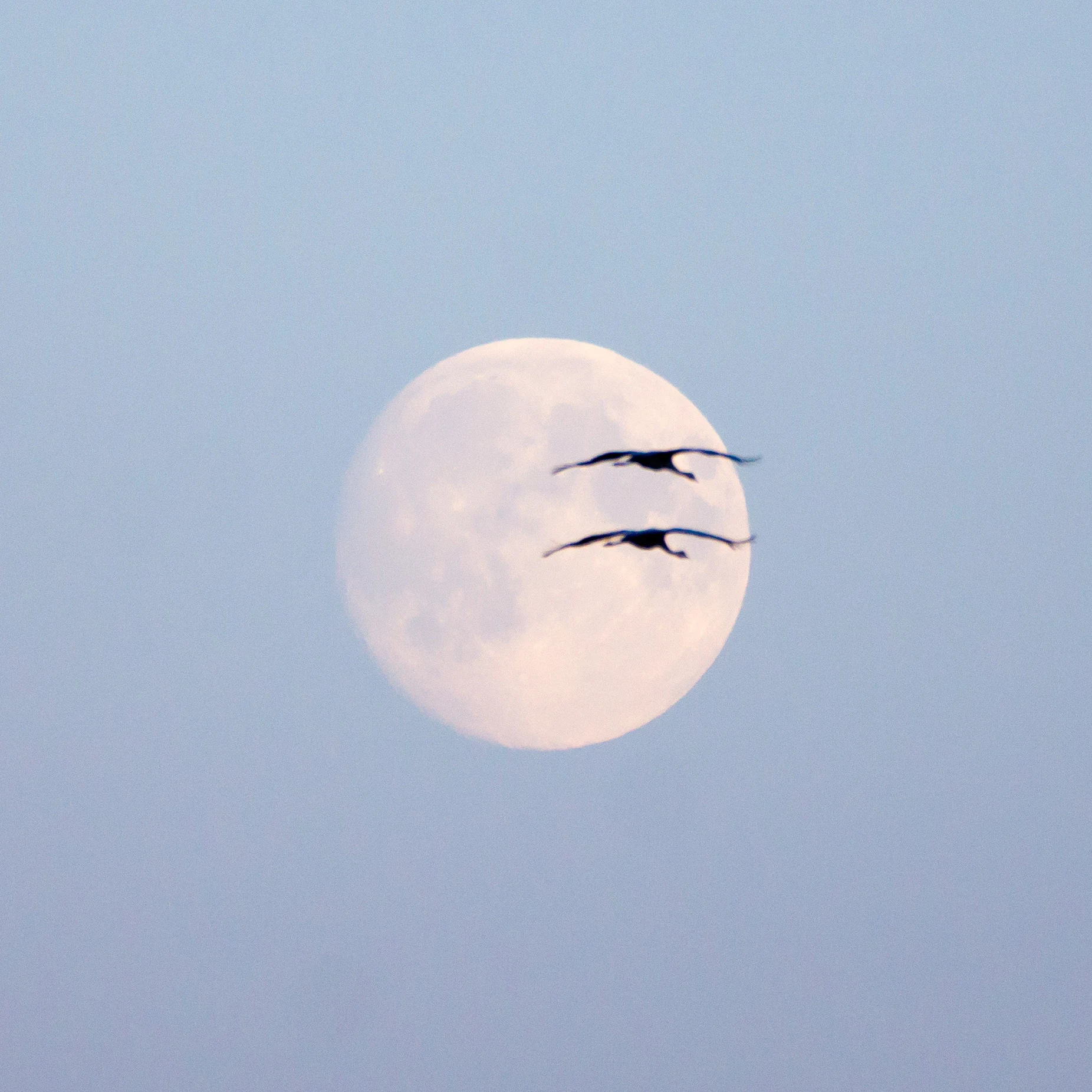 Common Cranes & the moon, Kvismare, Sweden — photo by Jim Bennett