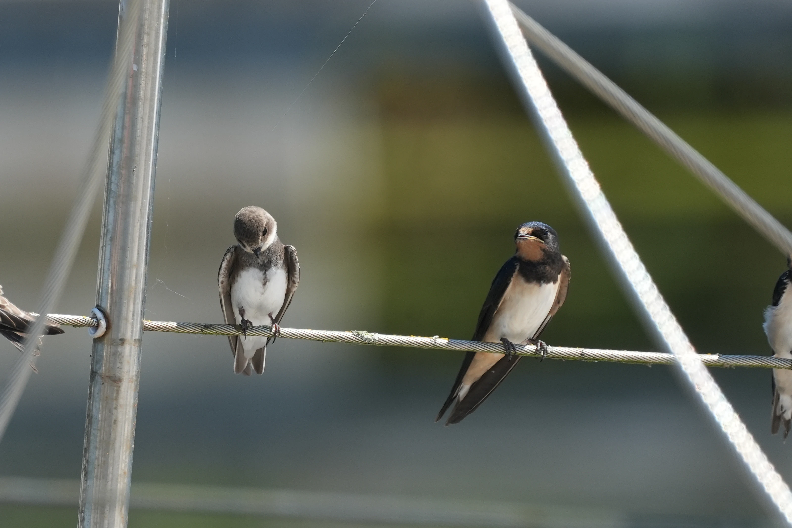 Sand Martin & Barn Swallow, Exeter Ship Canal, Devon, UK — photo by Jim Bennett