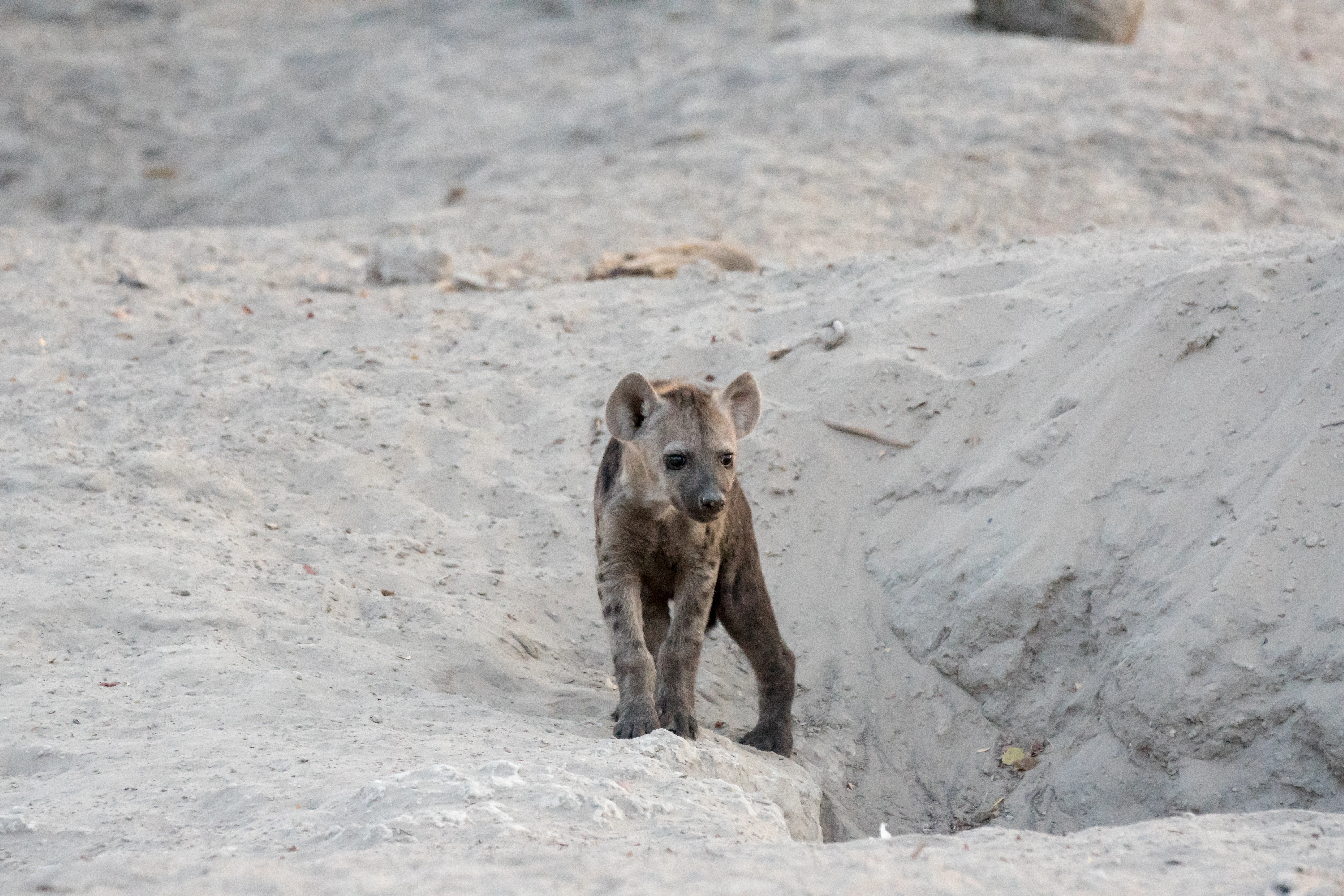 Spotted Hyena cub, near Khwai, Botswana — photo by Jim Bennett