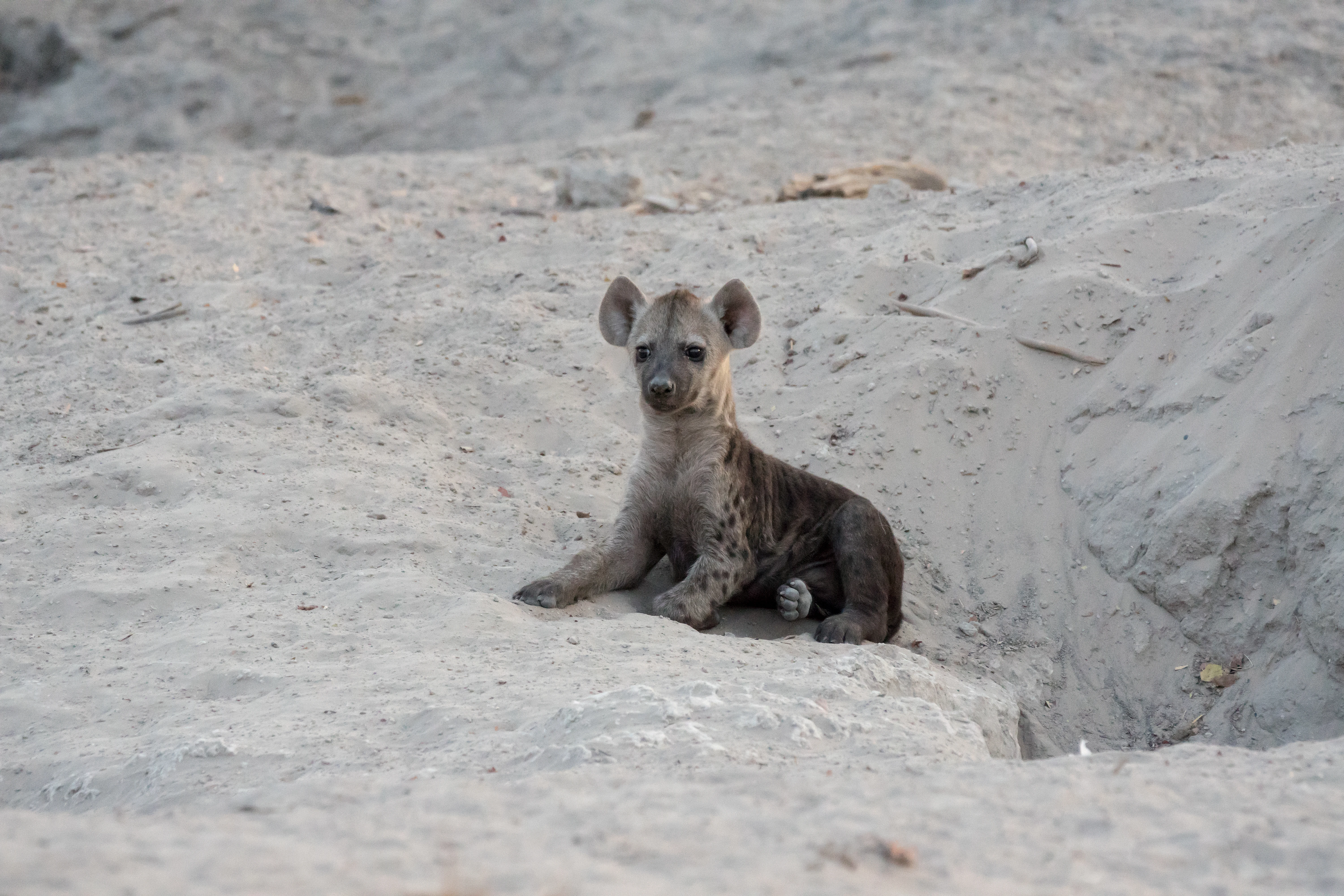 Spotted Hyena cub, near Khwai, Botswana — photo by Jim Bennett