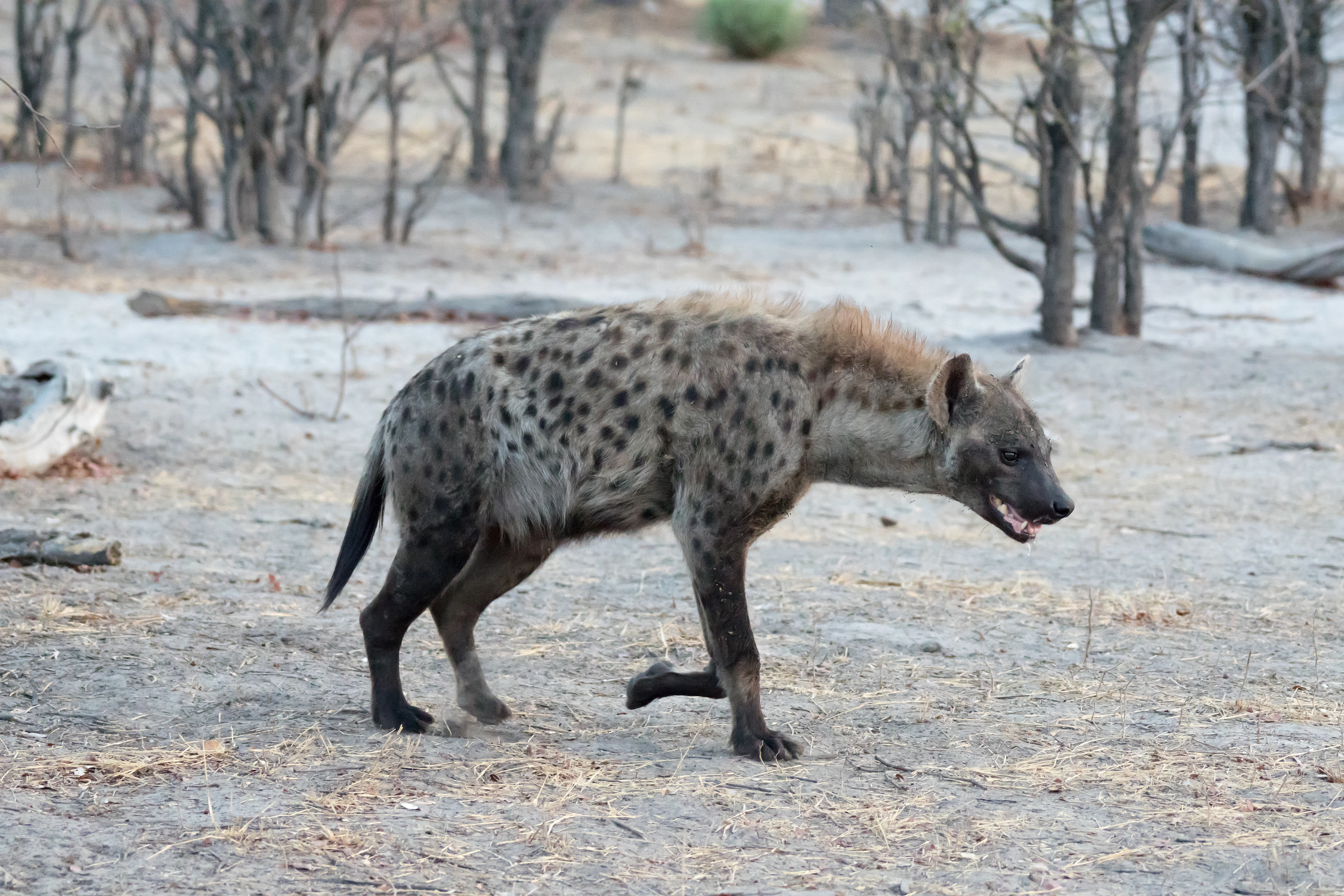 Spotted Hyena, near Khwai, Botswana — photo by Jim Bennett