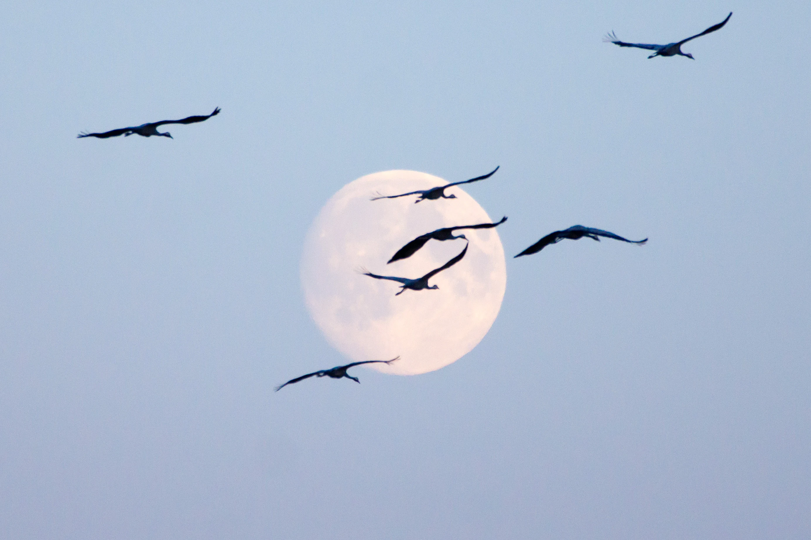 Common Cranes & the moon, Kvismare, Sweden — photo by Jim Bennett