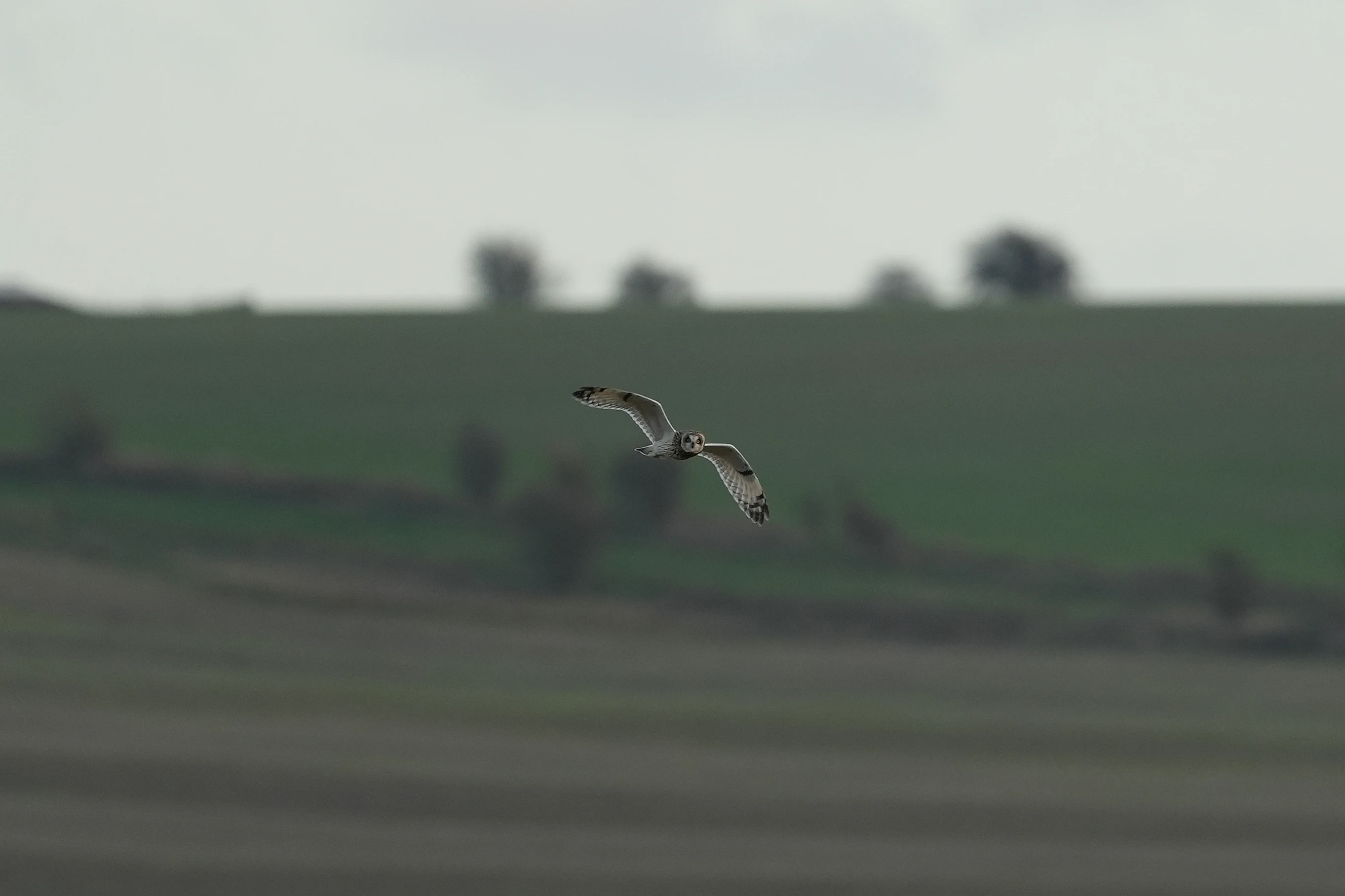 Short-eared Owl, Berkshire Downs, Berkshire, UK — photo by Jim Bennett