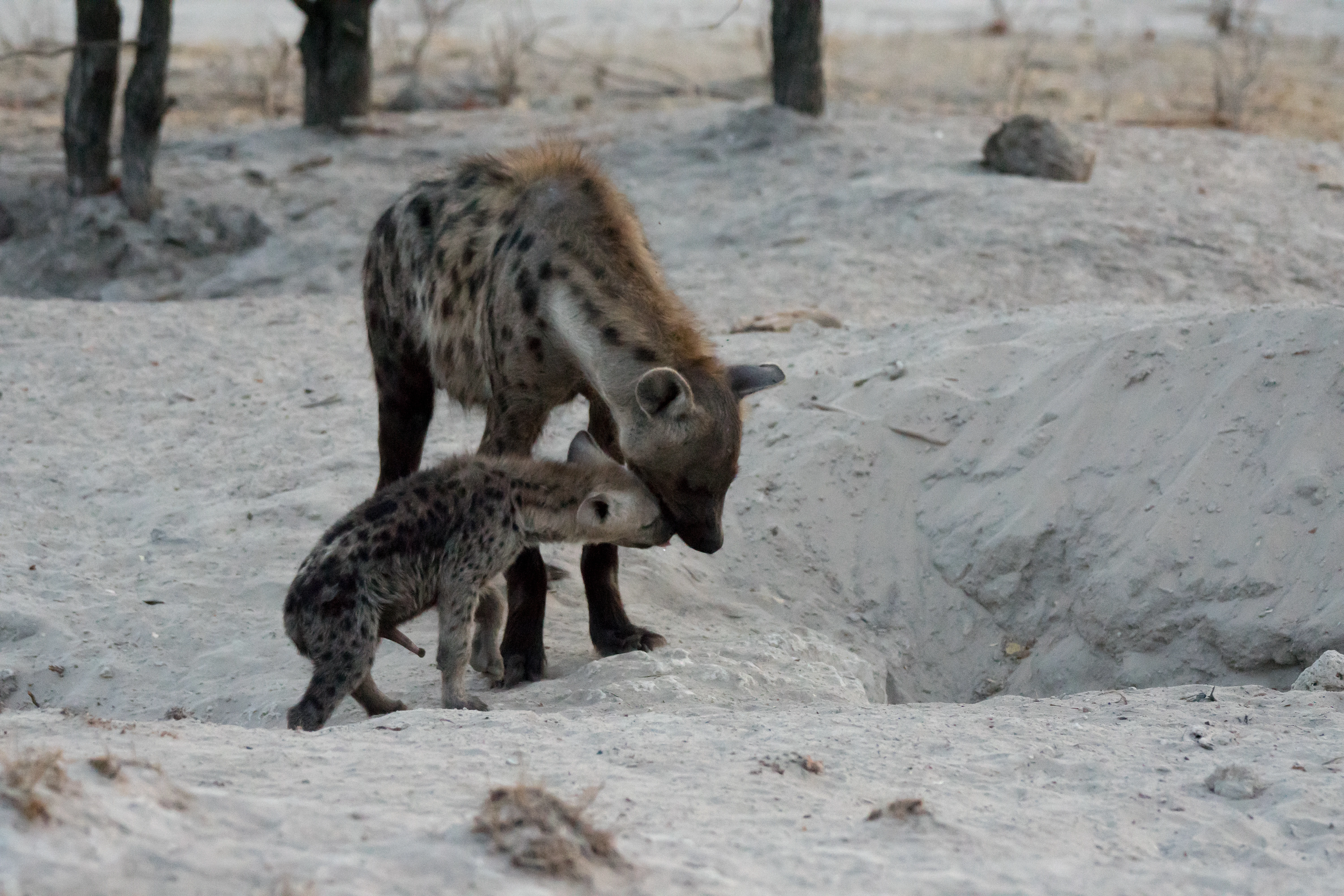 Spotted Hyenas, near Khwai, Botswana — photo by Jim Bennett