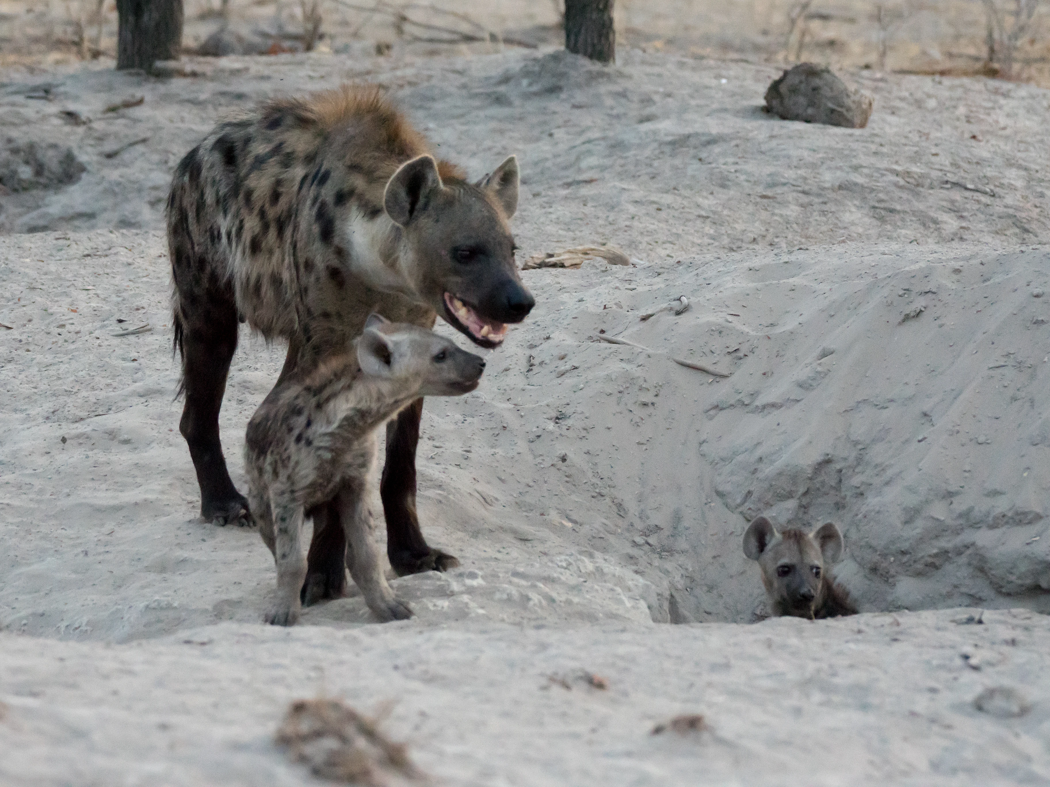 Spotted Hyenas, near Khwai, Botswana — photo by Jim Bennett