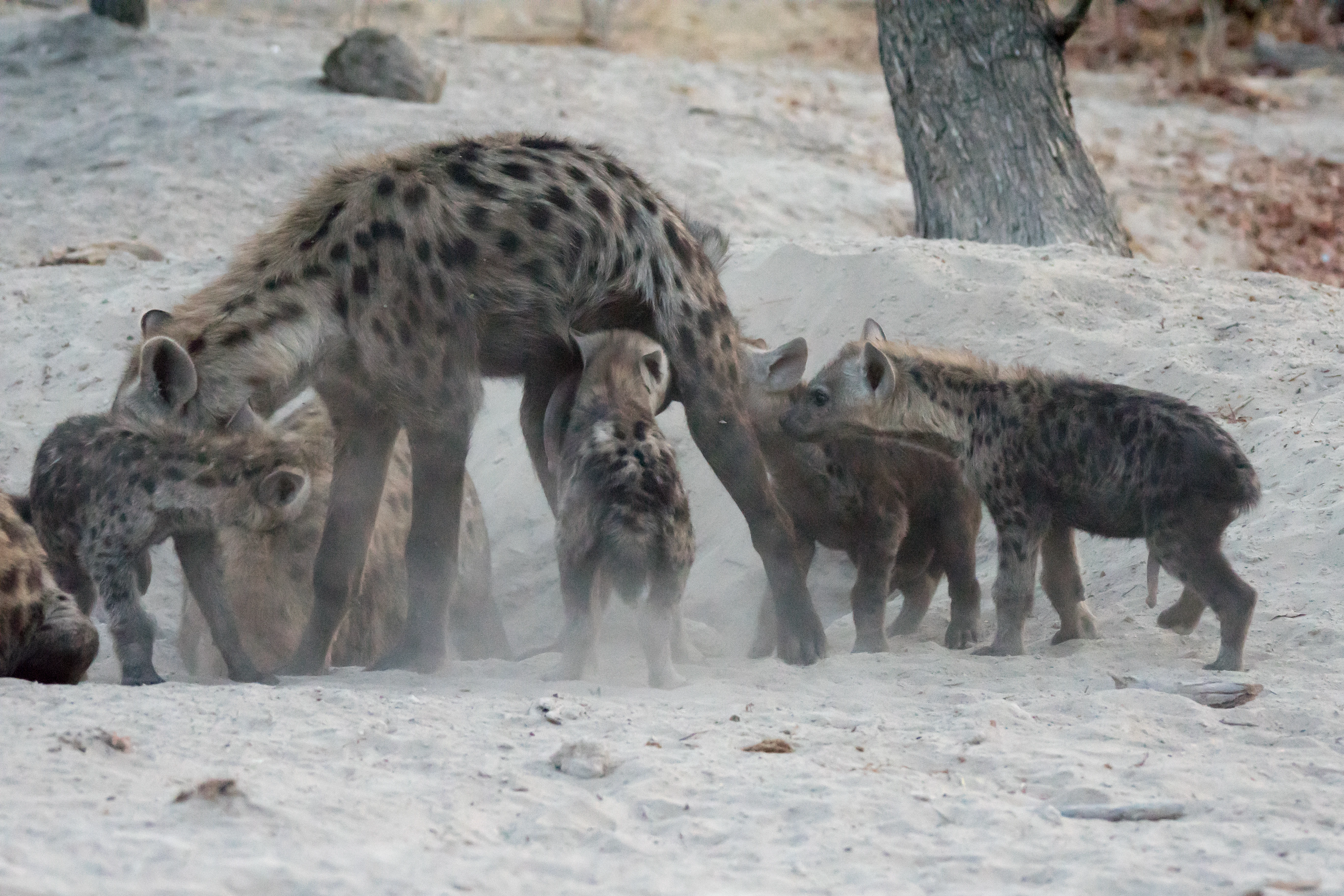 Spotted Hyenas, near Khwai, Botswana — photo by Jim Bennett