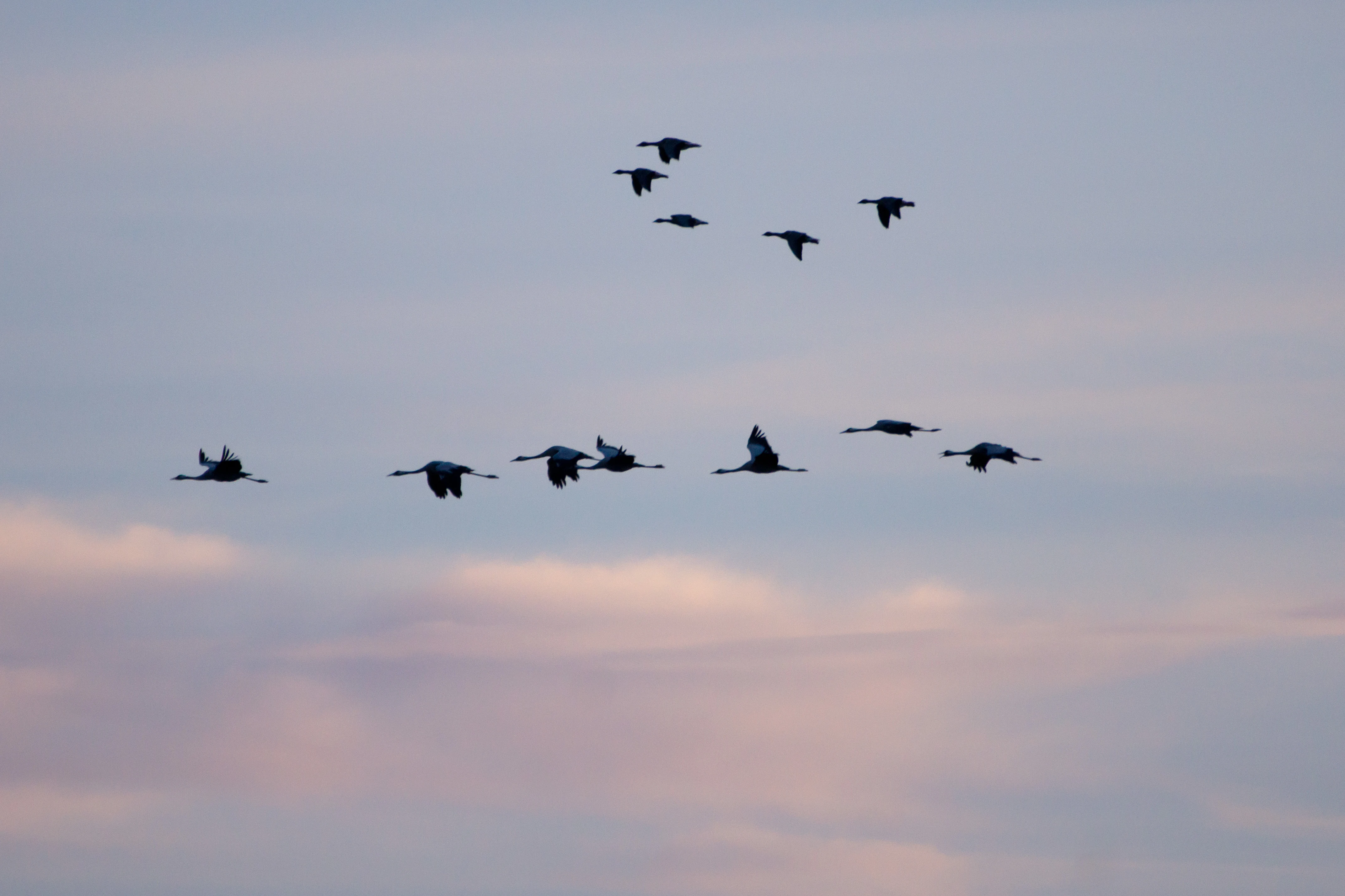 Common Cranes, Kvismare, Sweden — photo by Jim Bennett