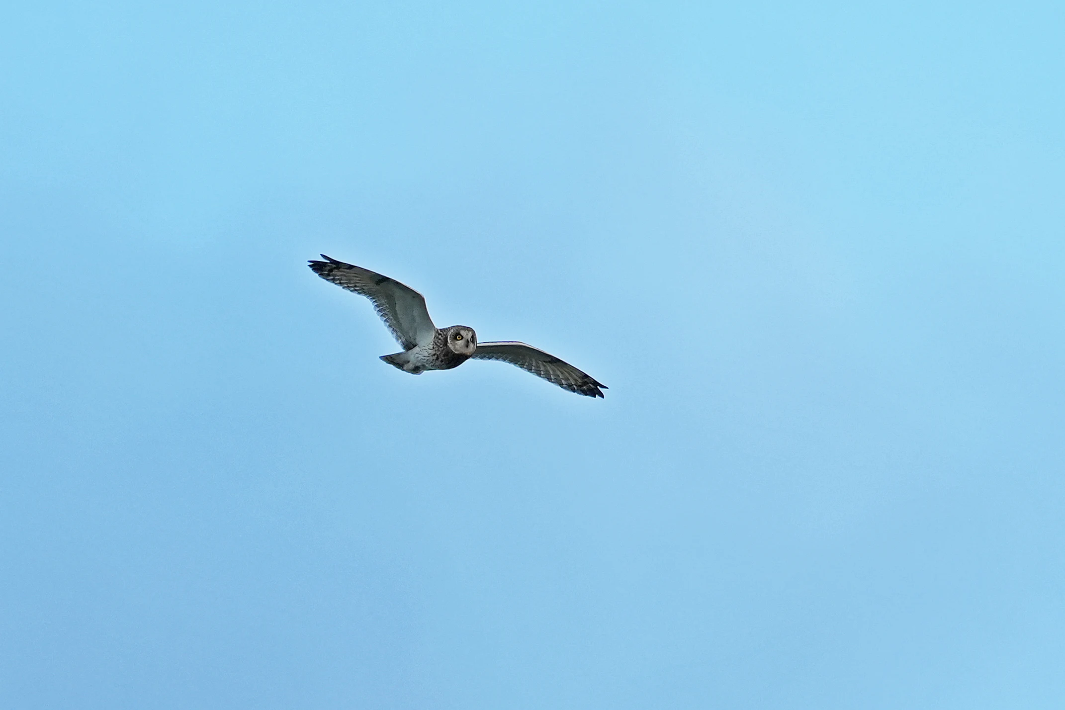 Short-eared Owl, Berkshire Downs, Berkshire, UK — photo by Jim Bennett