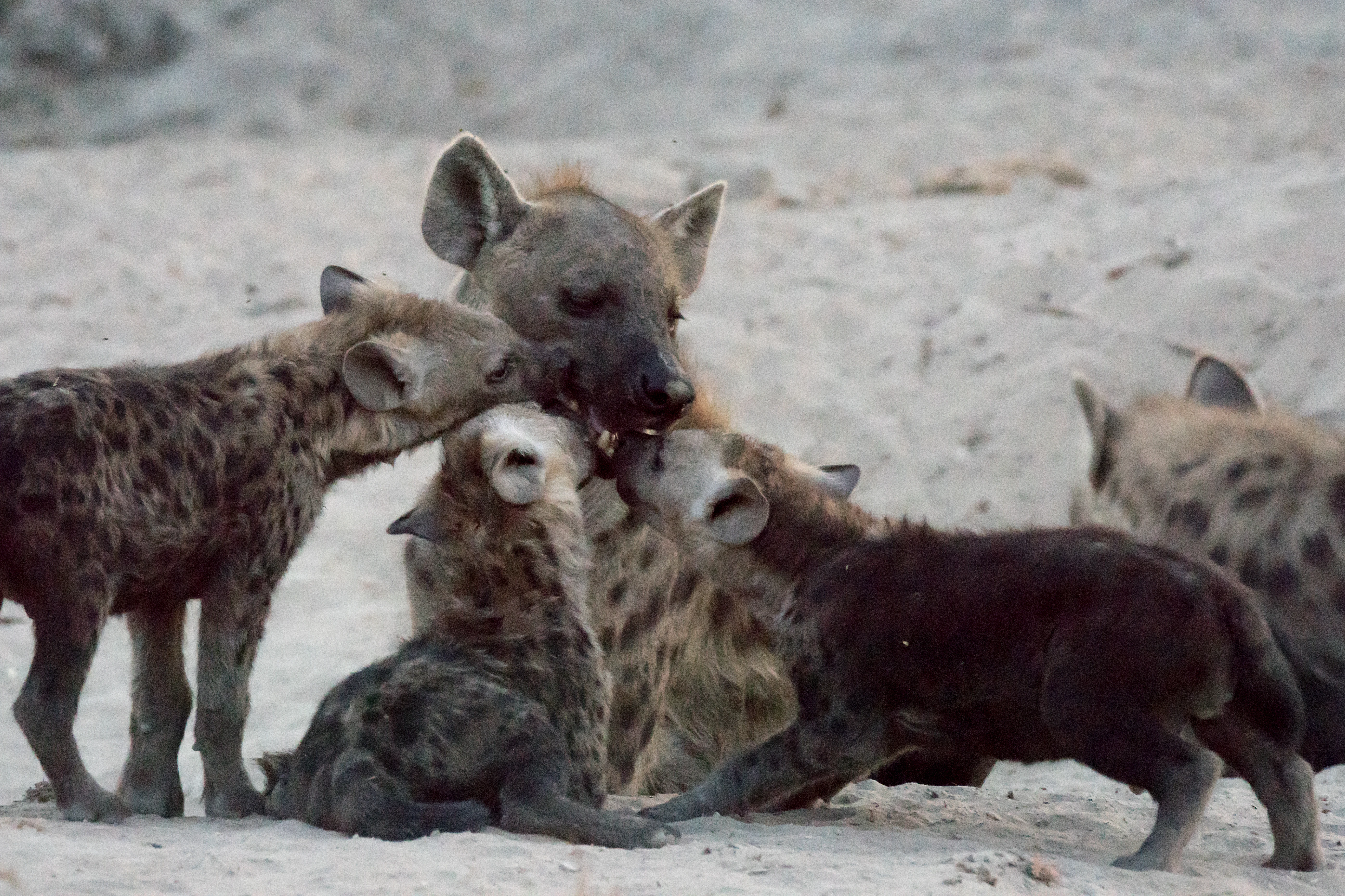 Spotted Hyenas, near Khwai, Botswana — photo by Jim Bennett