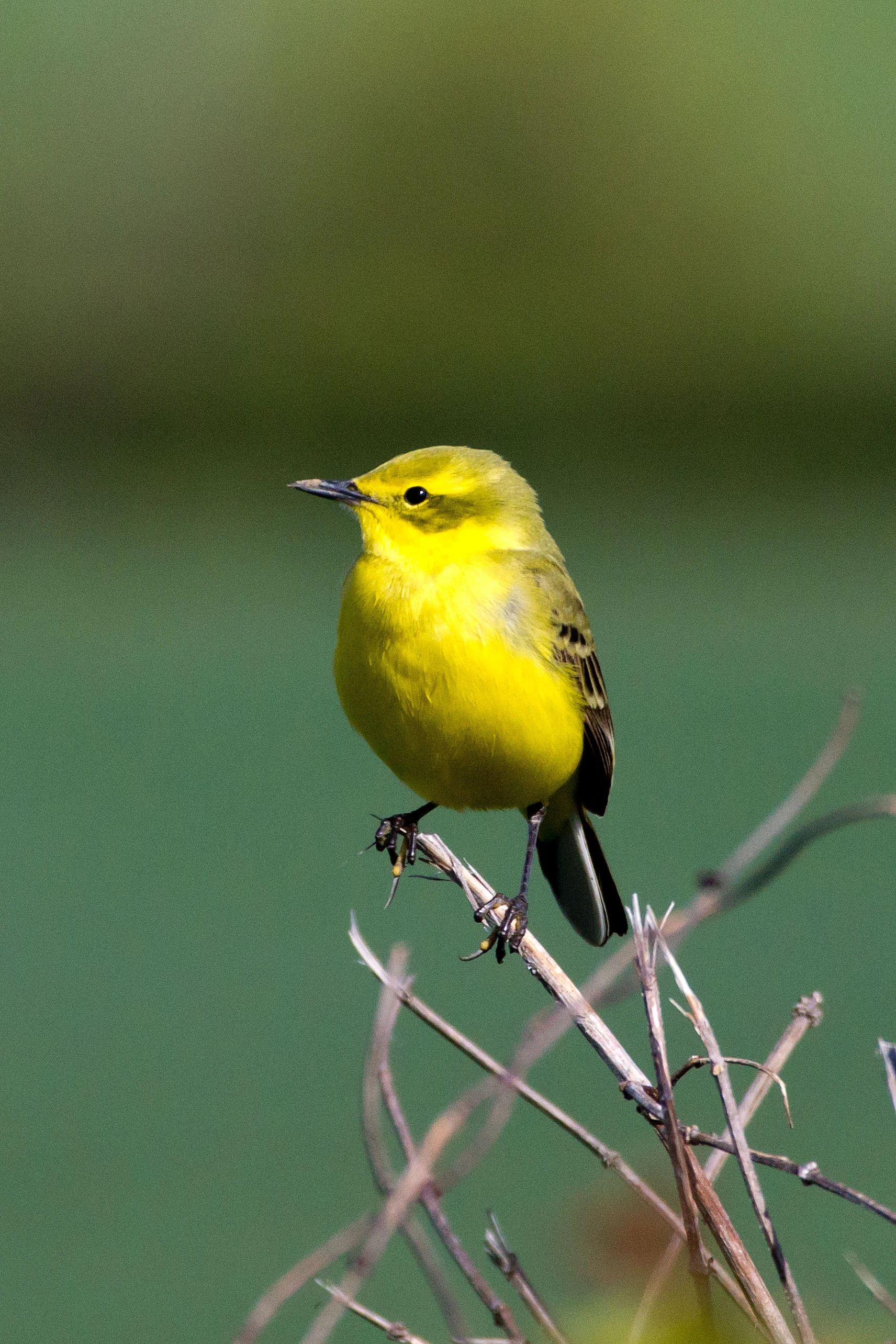 Western Yellow Wagtail, Farmoor, Oxfordshire, UK — photo by Jim Bennett