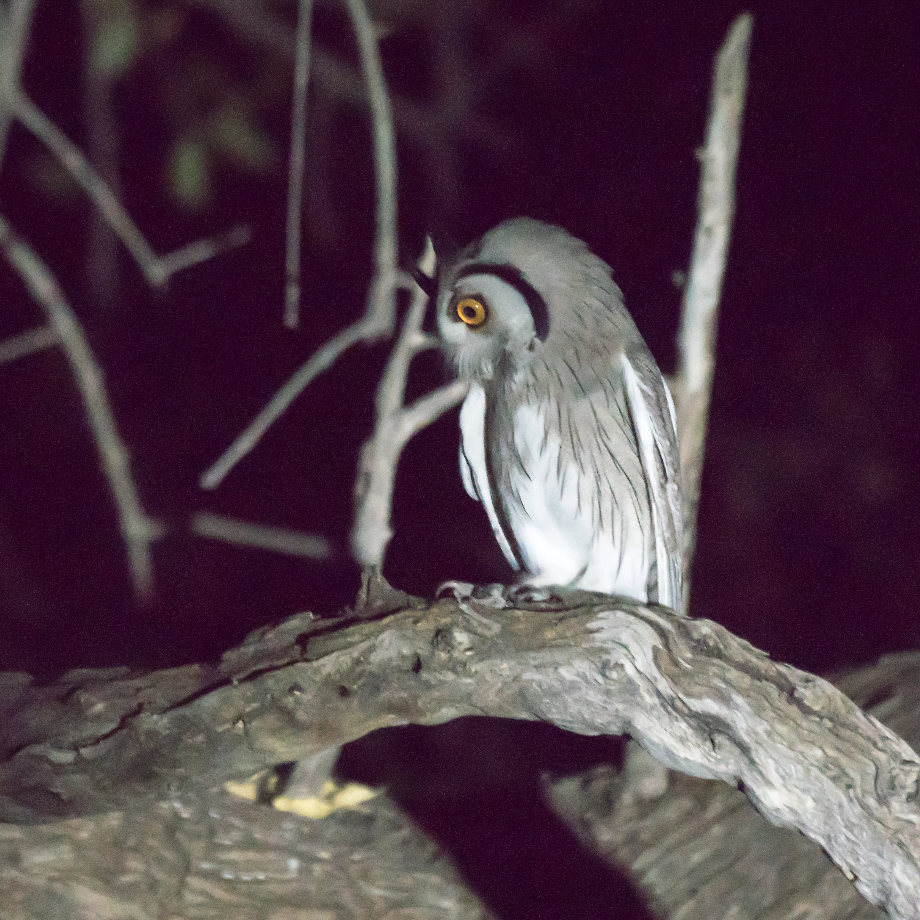 Southern White-faced Owl, near Khwai, Botswana — photo by Jim Bennett