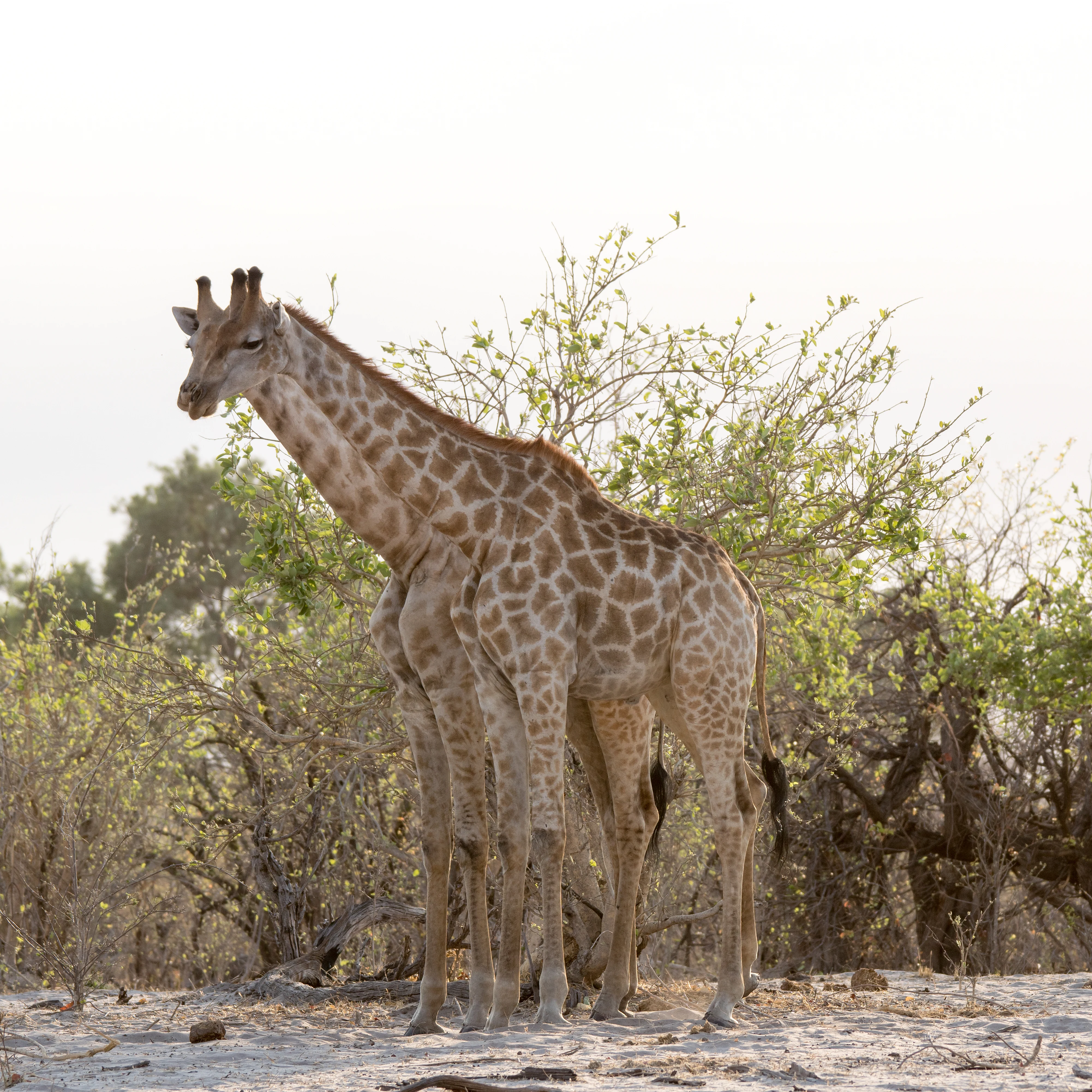 Giraffes, near Khwai, Botswana — photo by Jim Bennett