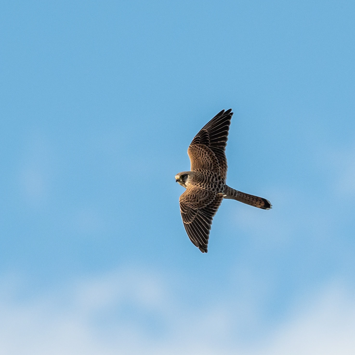 Kestrel, Culham, Oxfordshire, UK — photo by Jim Bennett
