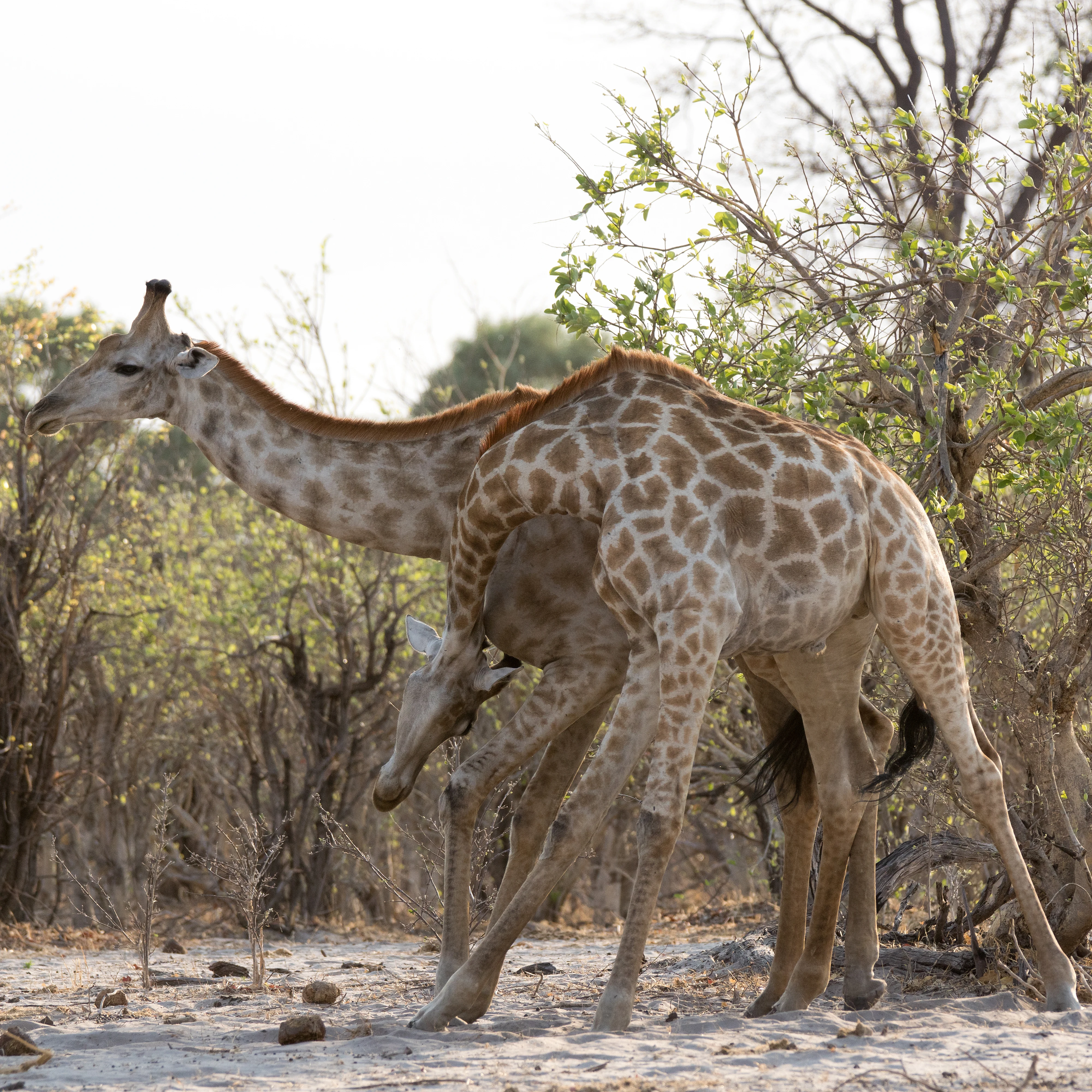 Giraffes, near Khwai, Botswana — photo by Jim Bennett