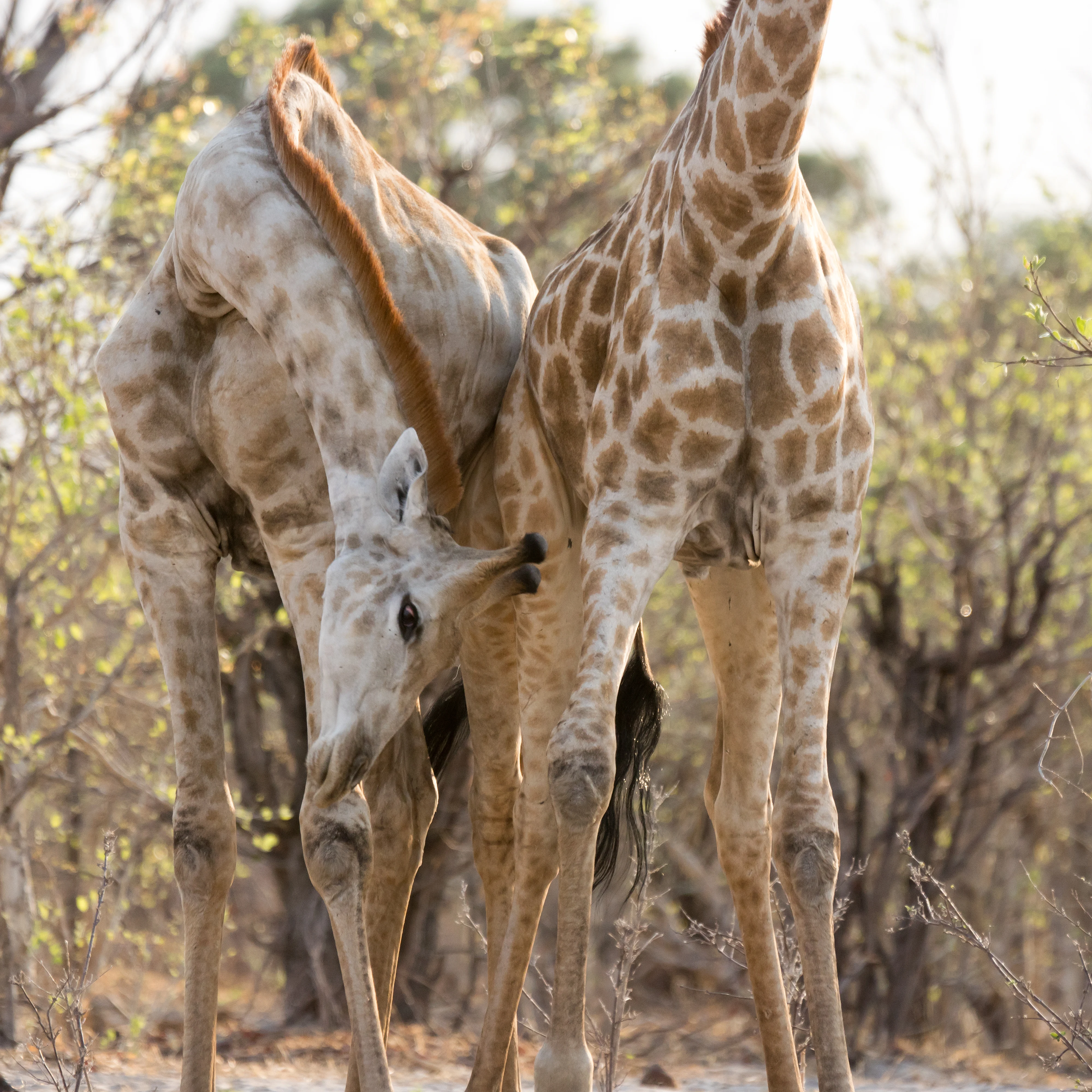 Giraffes, near Khwai, Botswana — photo by Jim Bennett