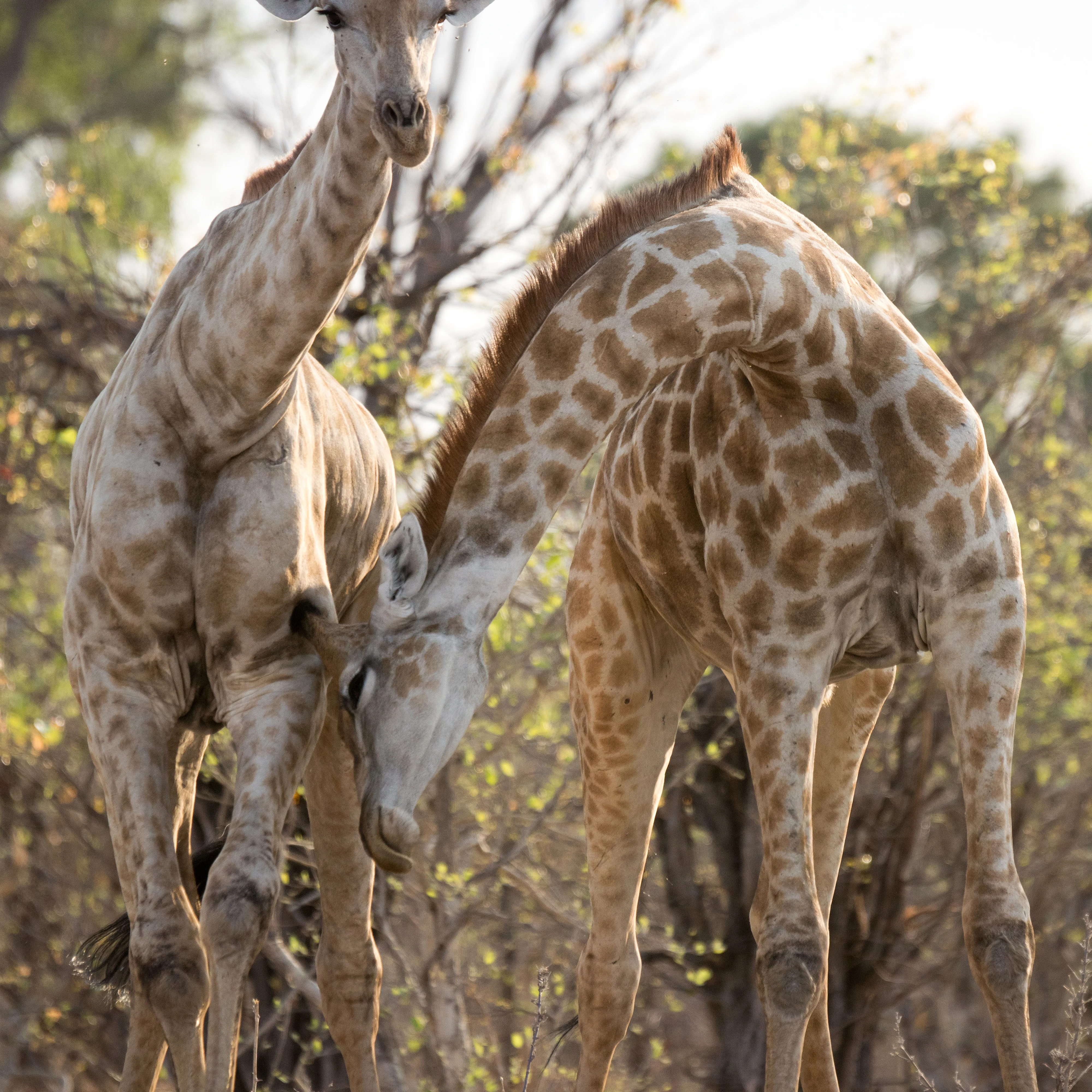Giraffes, near Khwai, Botswana — photo by Jim Bennett