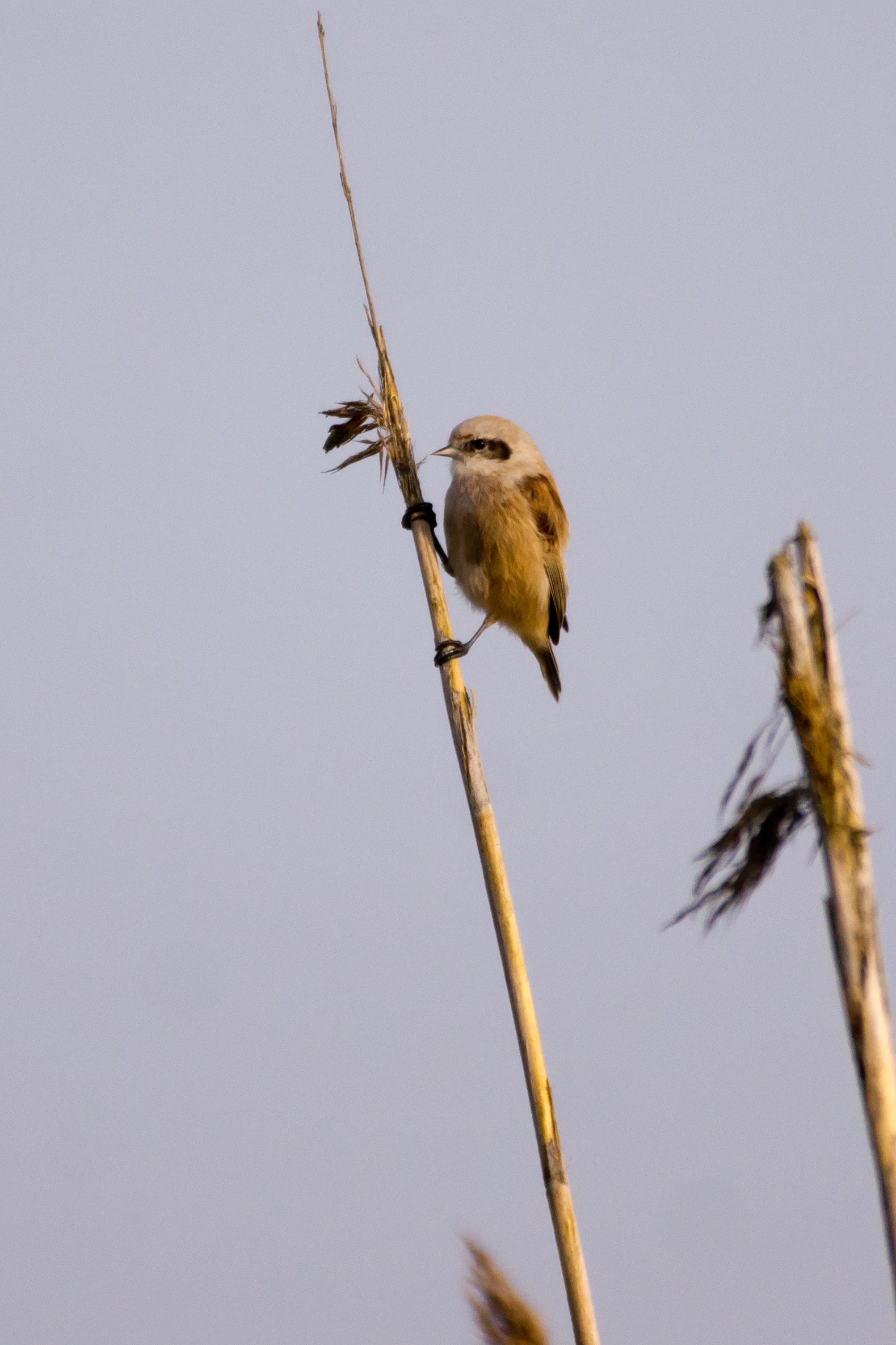 Penduline Tit, Kvismare, Sweden — photo by Jim Bennett