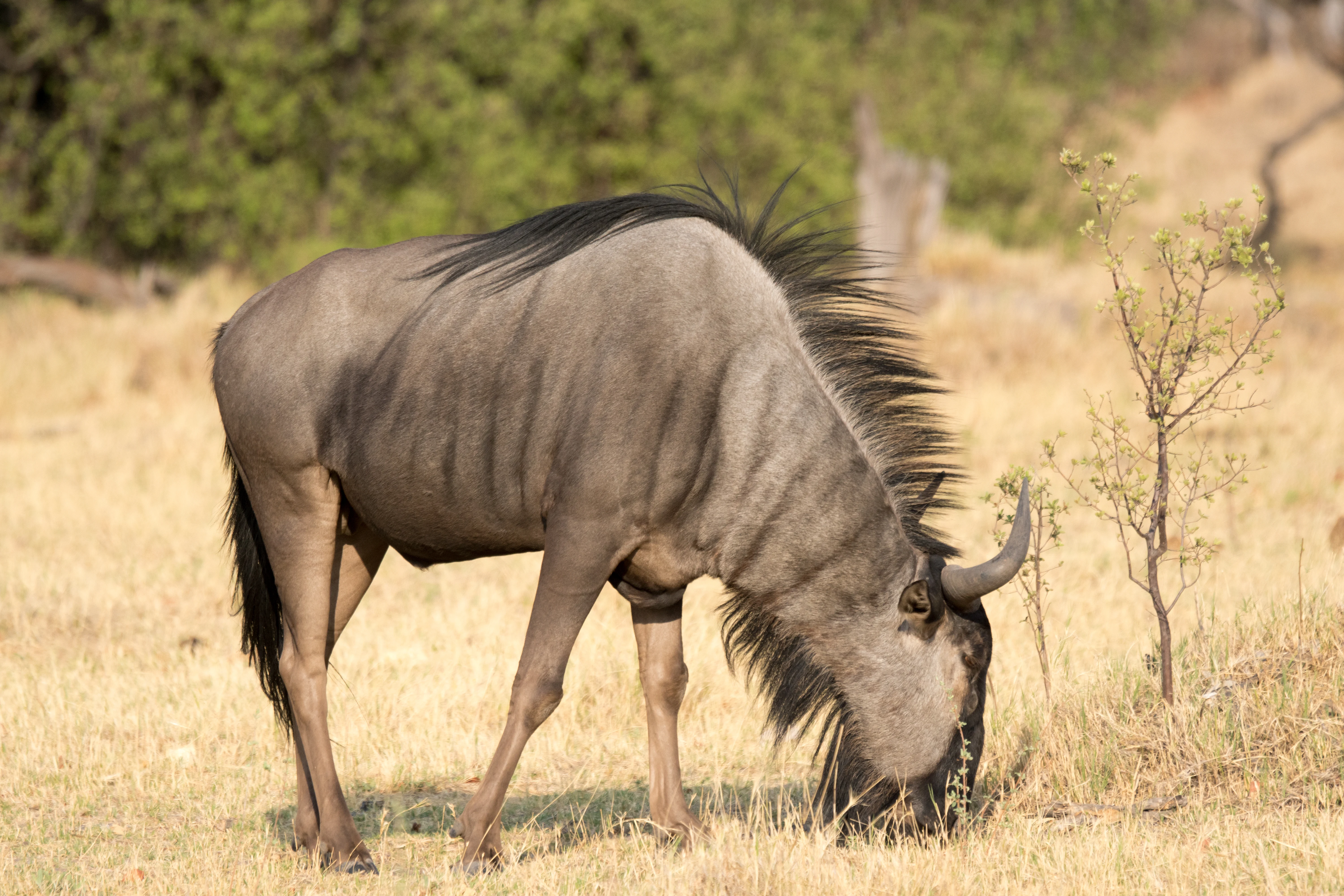 Wildebeest, near Khwai, Botswana — photo by Jim Bennett