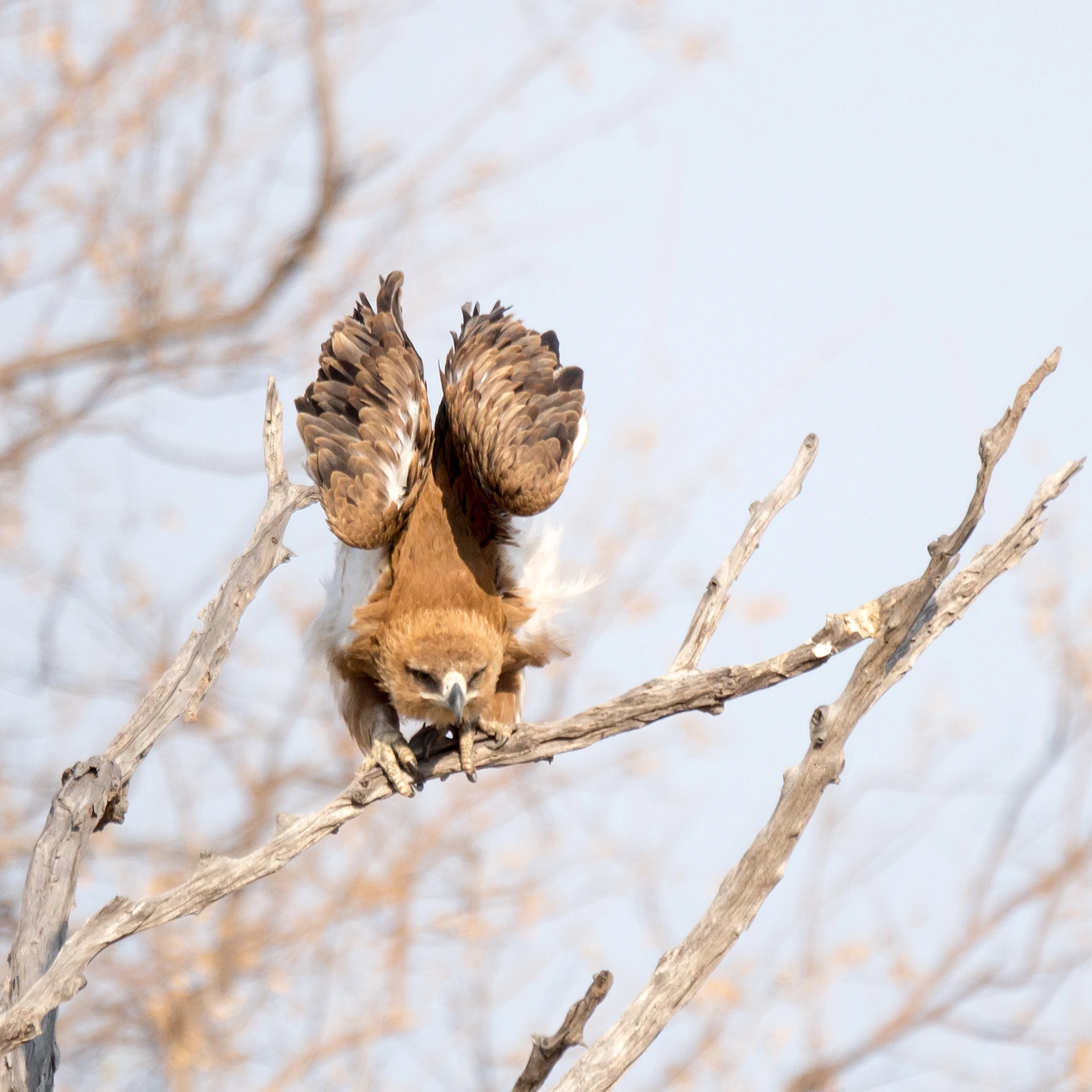 Tawny Eagle, near Khwai, Botswana — photo by Jim Bennett