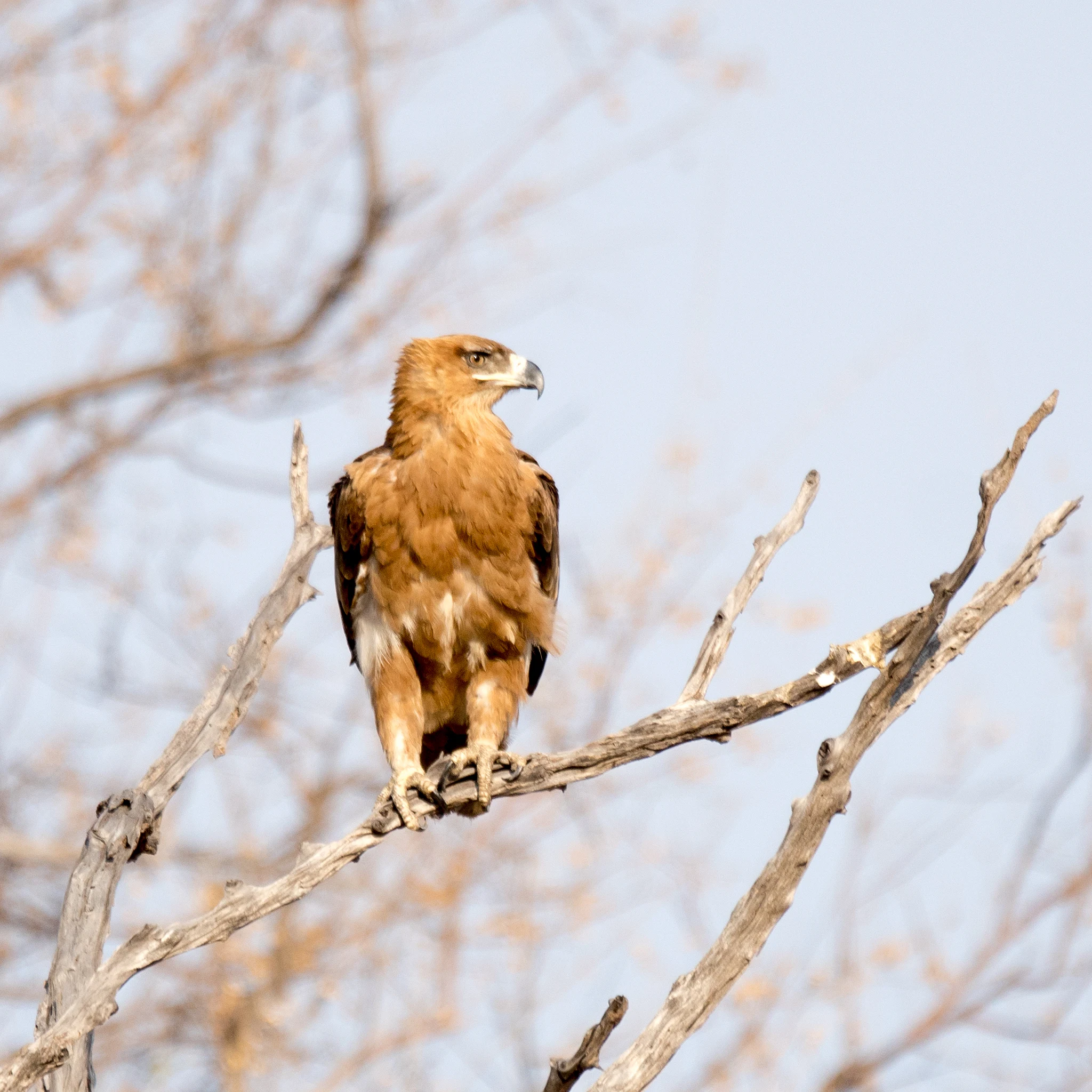 Tawny Eagle, near Khwai, Botswana — photo by Jim Bennett