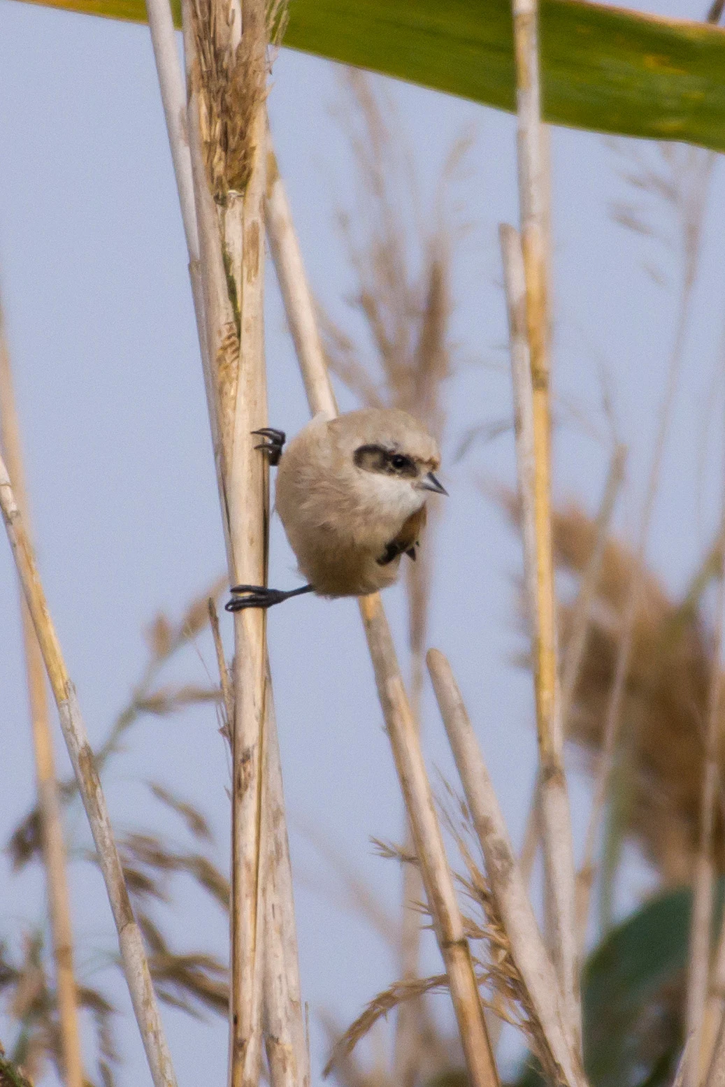 Penduline Tit, Kvismare, Sweden — photo by Jim Bennett