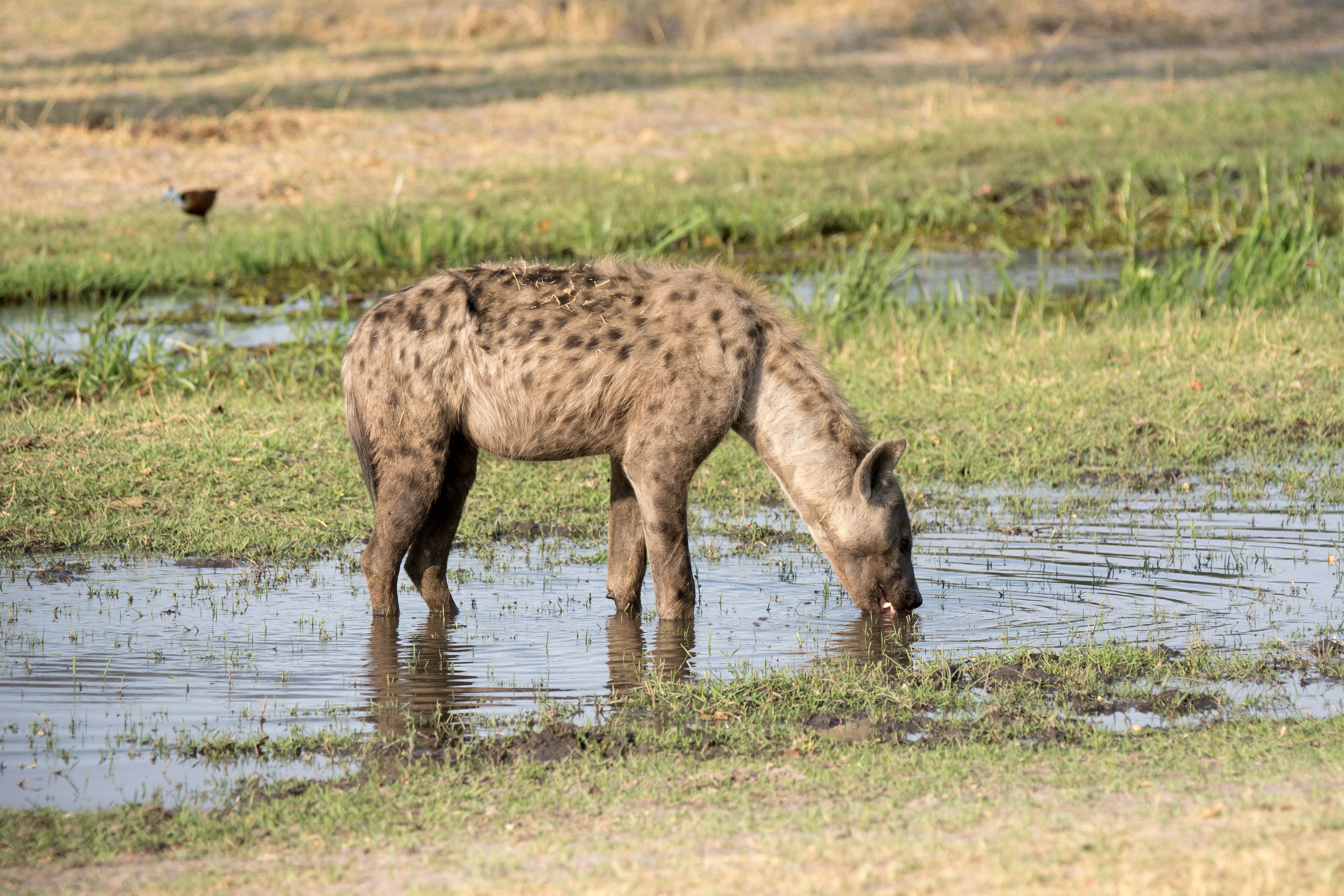Spotted Hyena, near Khwai, Botswana — photo by Jim Bennett