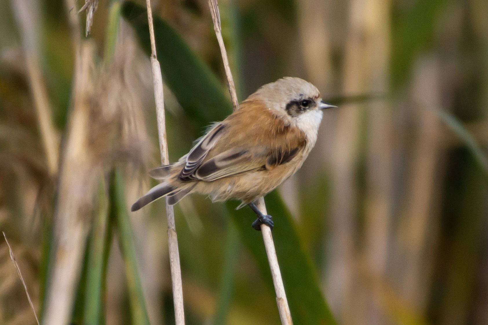 Penduline Tit, Kvismare, Sweden — photo by Jim Bennett
