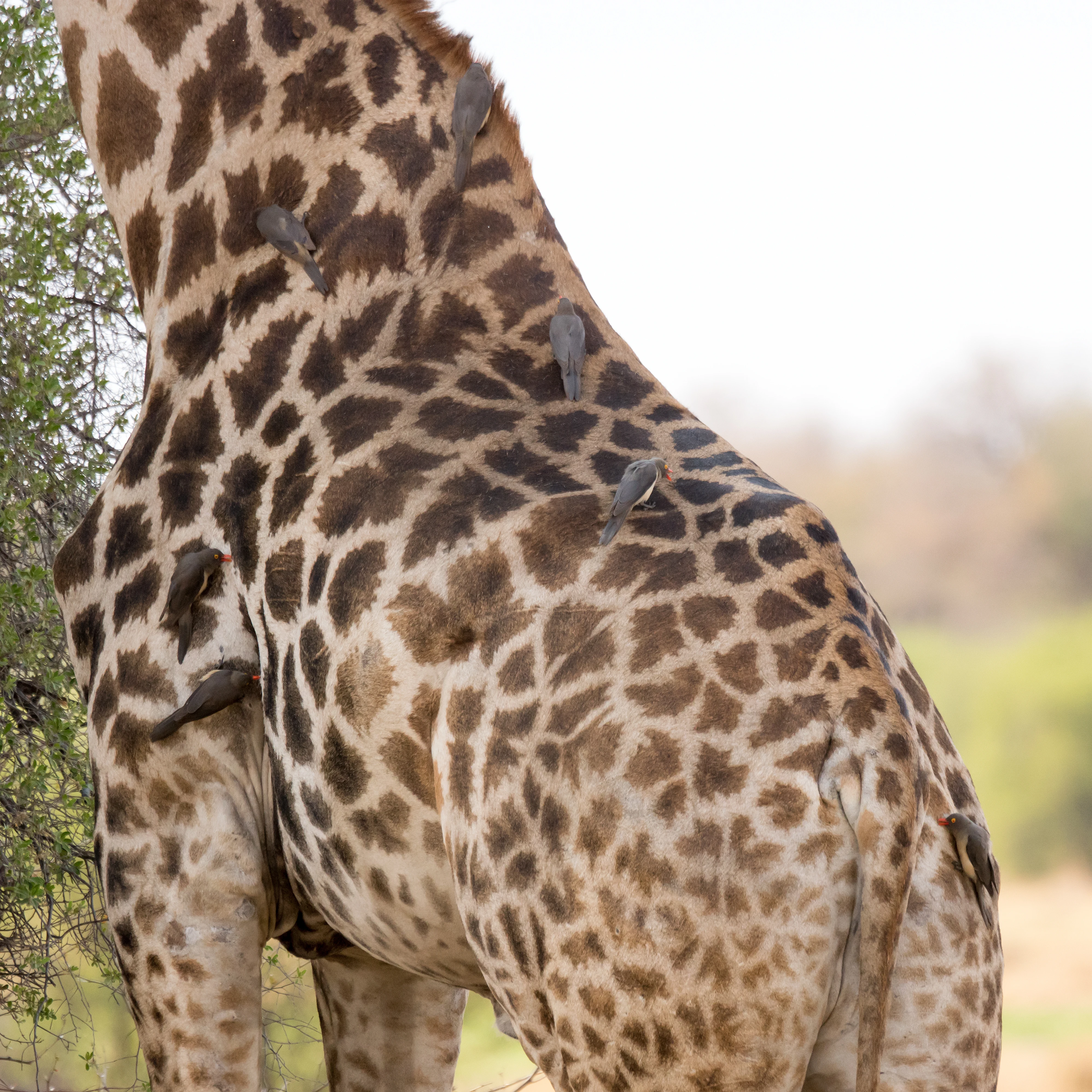 Red-billed Oxpeckers on a Giraffe, near Khwai, Botswana — photo by Jim Bennett