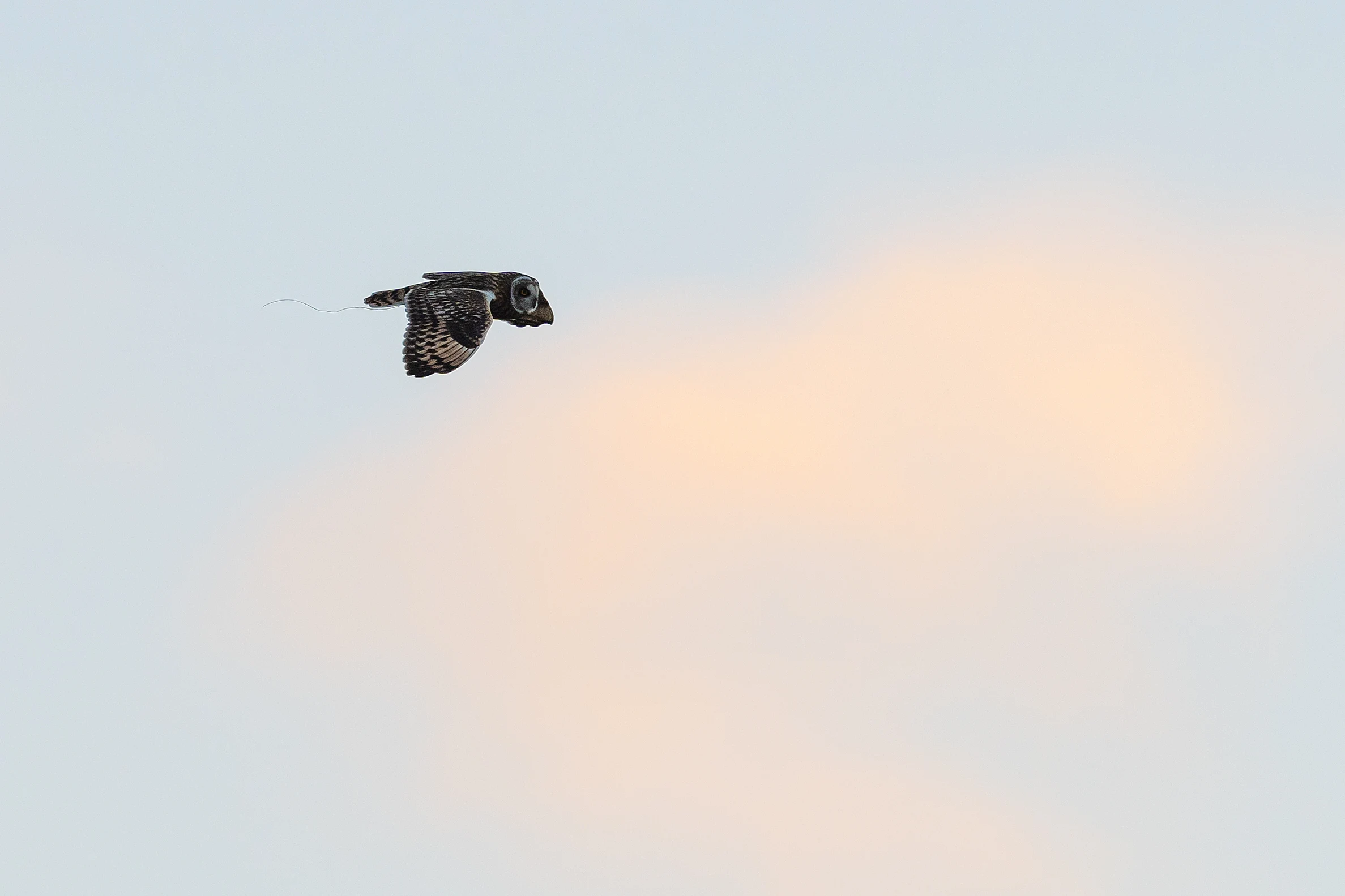 Short-eared Owl, Berkshire Downs, Berkshire, UK — photo by Jim Bennett