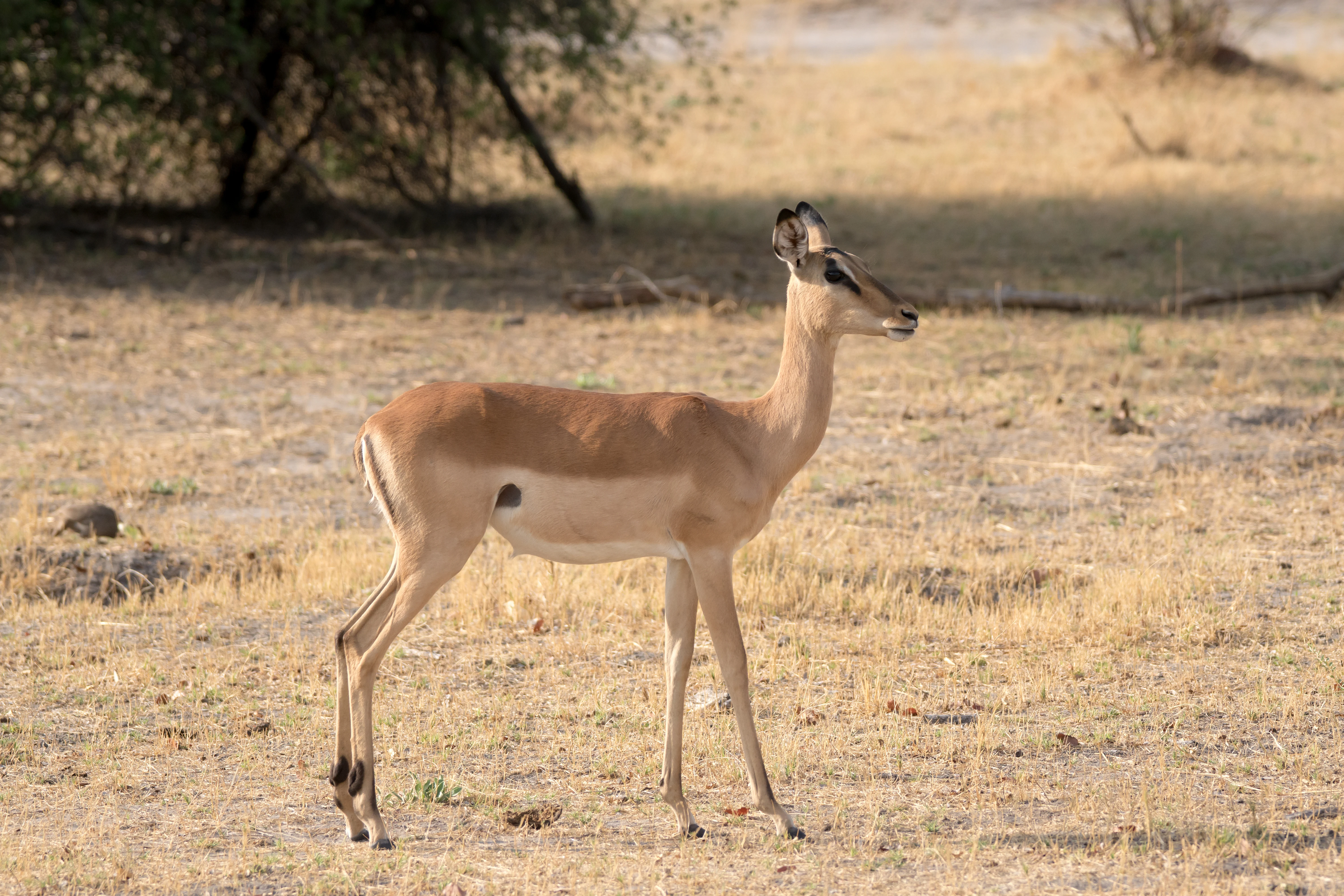 Impala, near Khwai, Botswana — photo by Jim Bennett