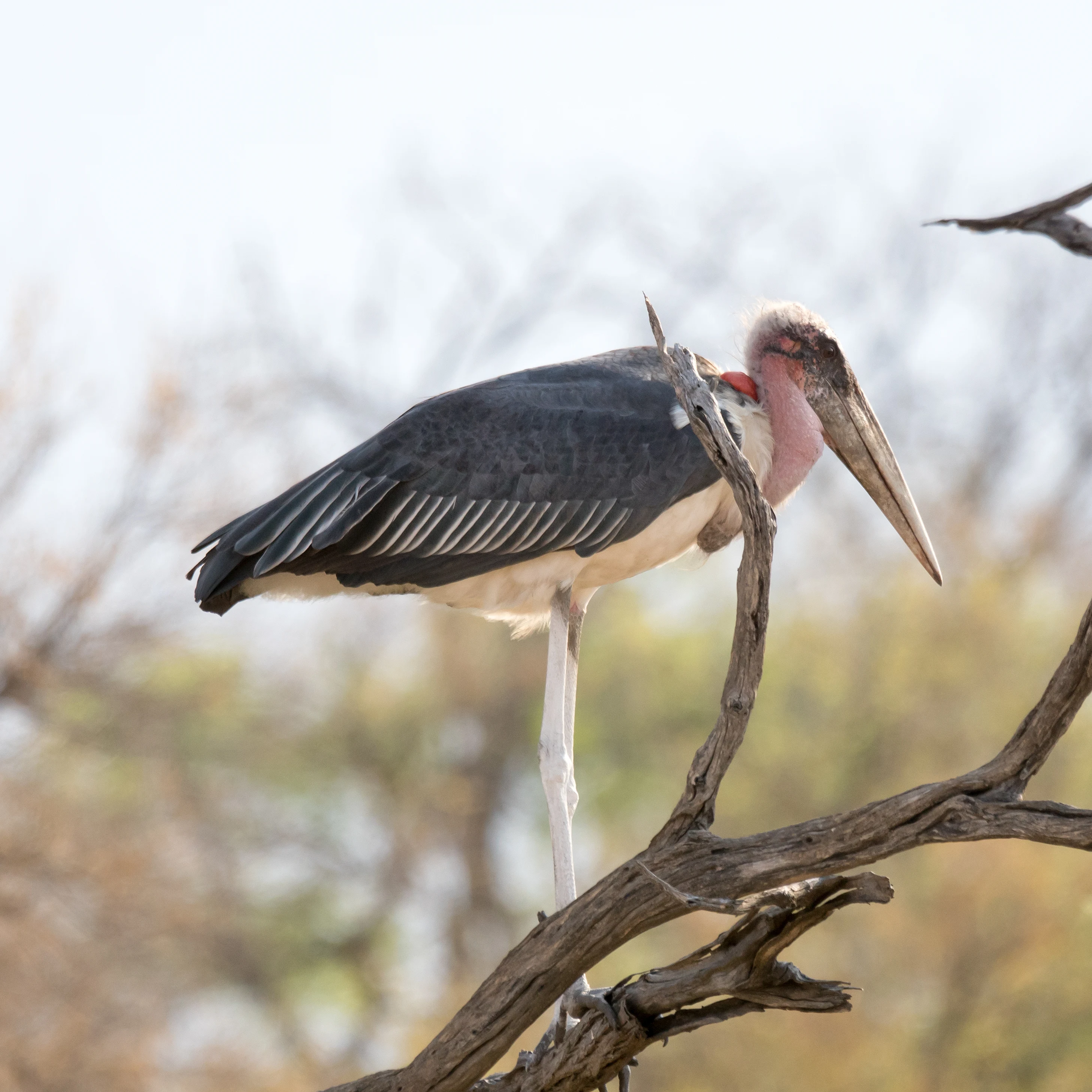 Marabou Stork, near Khwai, Botswana — photo by Jim Bennett