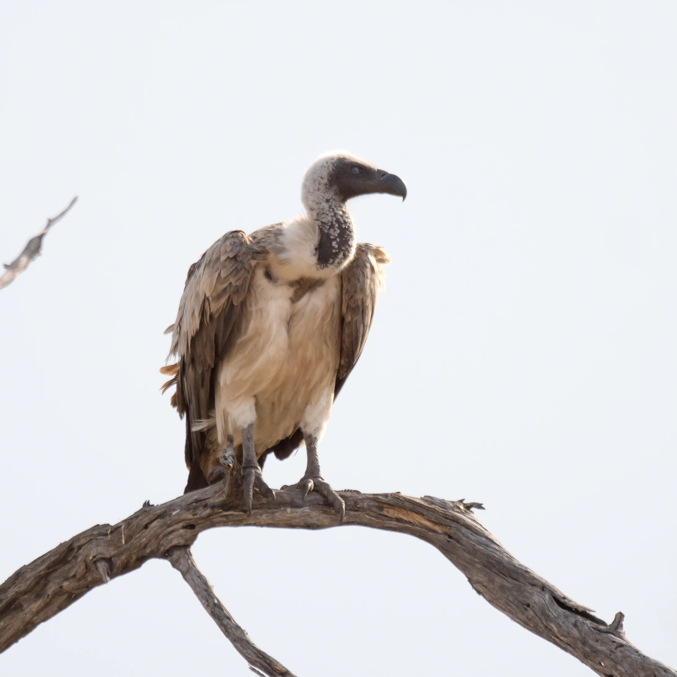 White-backed Vulture, near Khwai, Botswana — photo by Jim Bennett