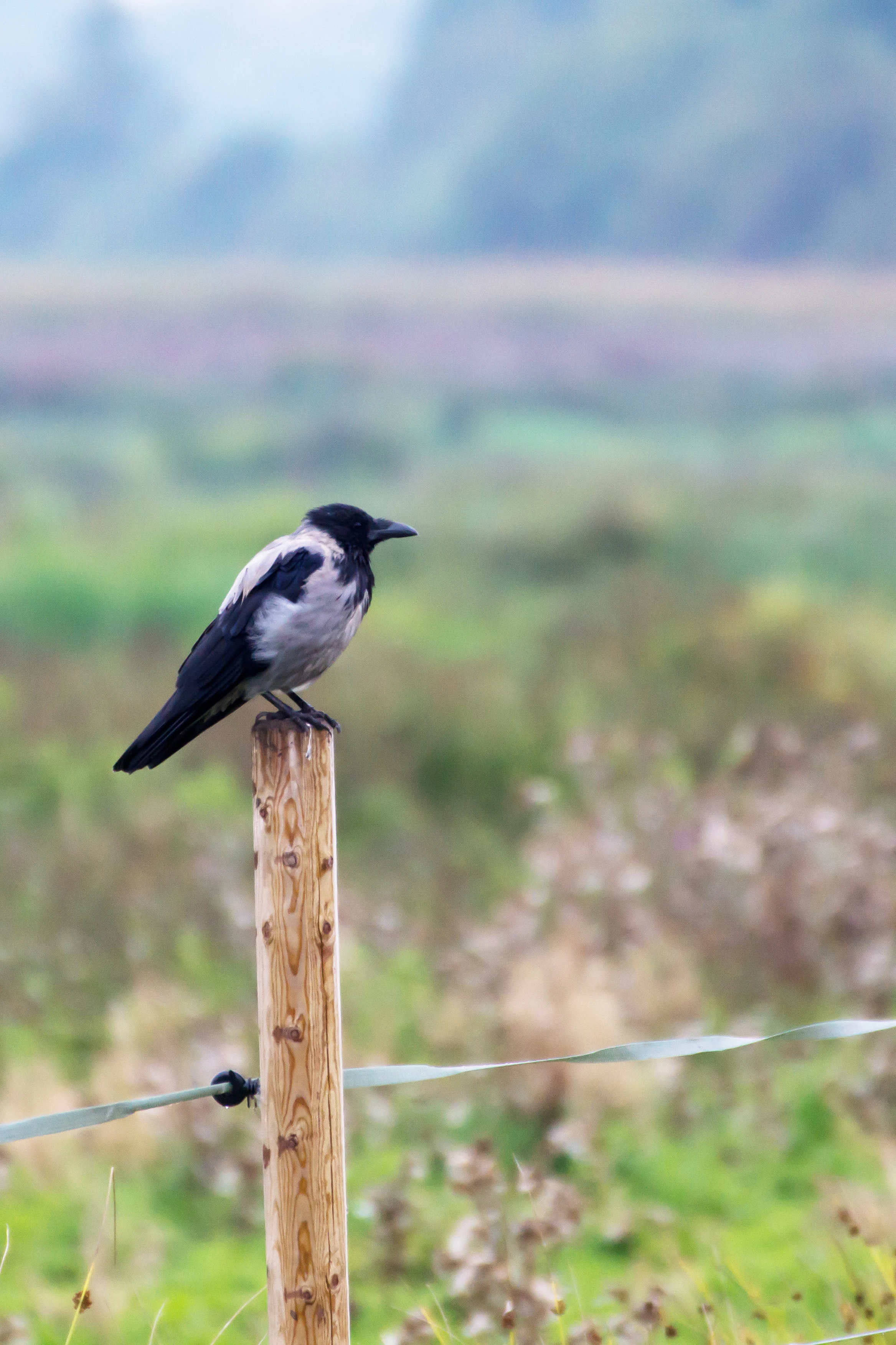 Hooded Crow, Orebo Nature Reserve, Sweden — photo by Jim Bennett