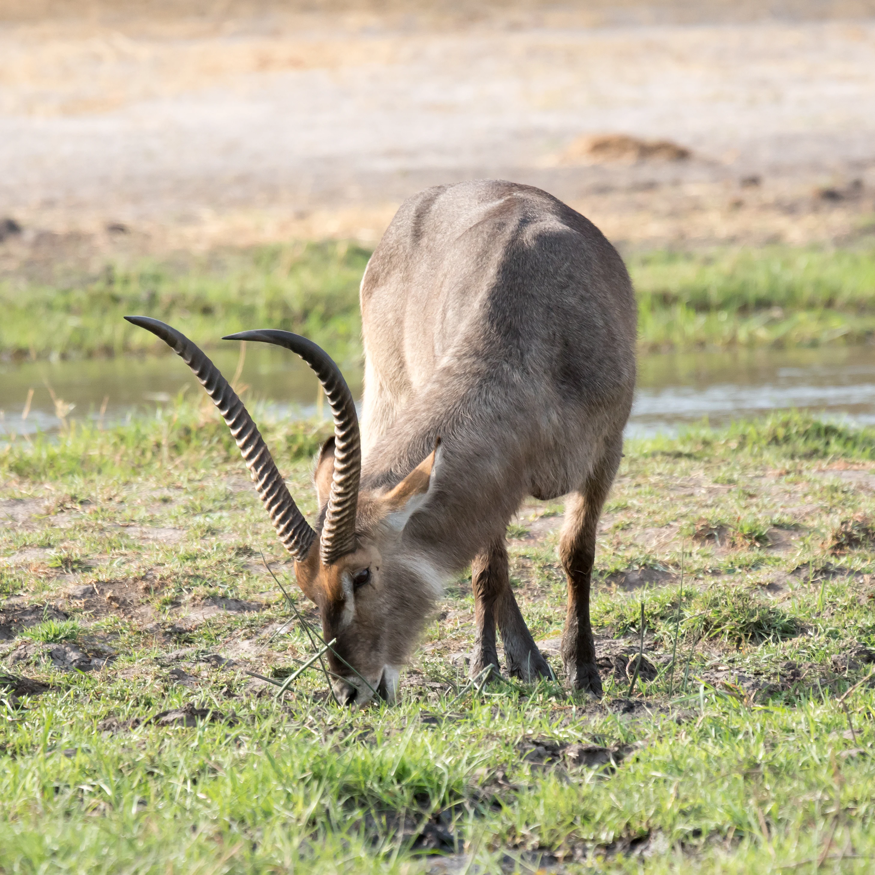 Waterbuck, near Khwai, Botswana — photo by Jim Bennett