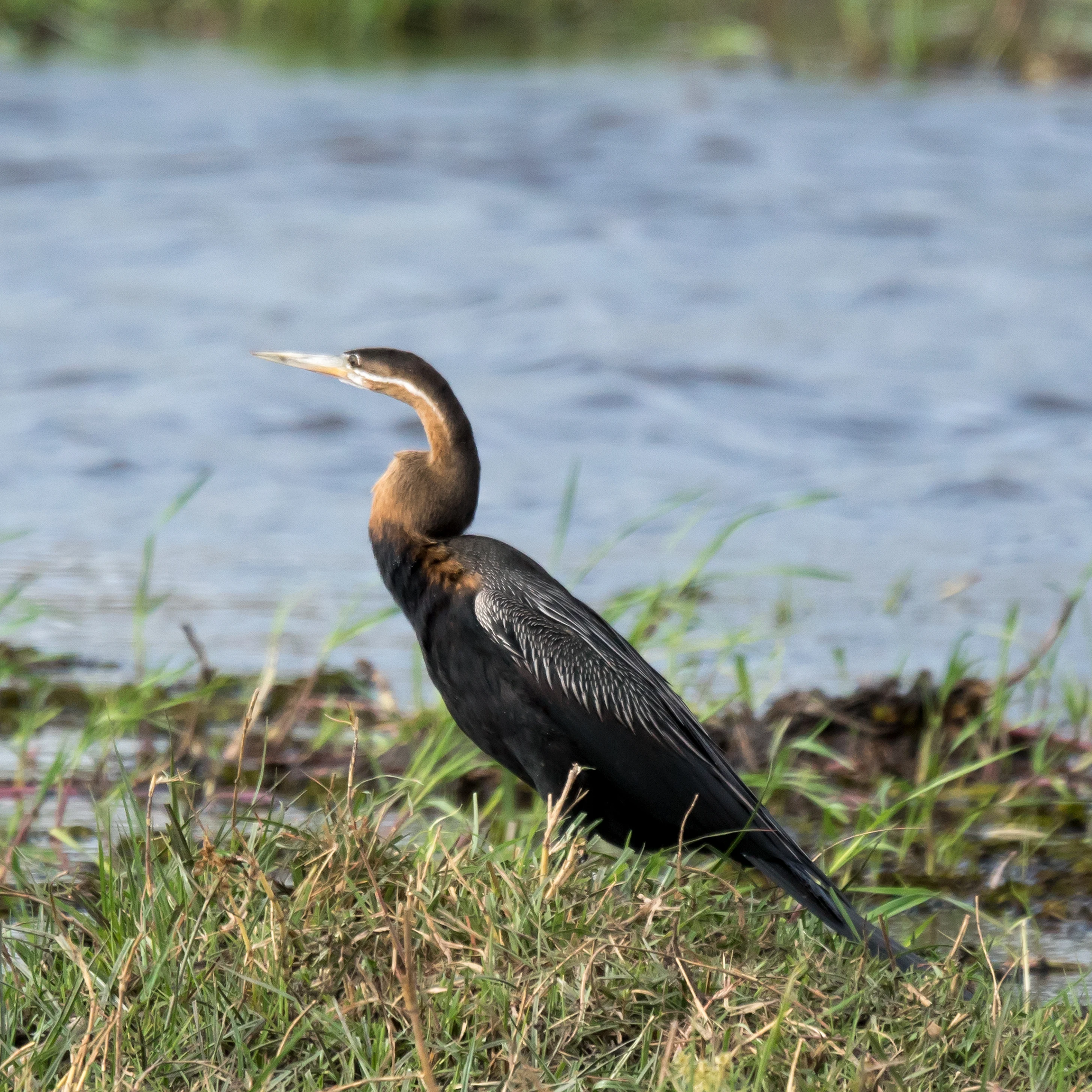 African Darter, Khwai to Moremi, Botswana — photo by Jim Bennett
