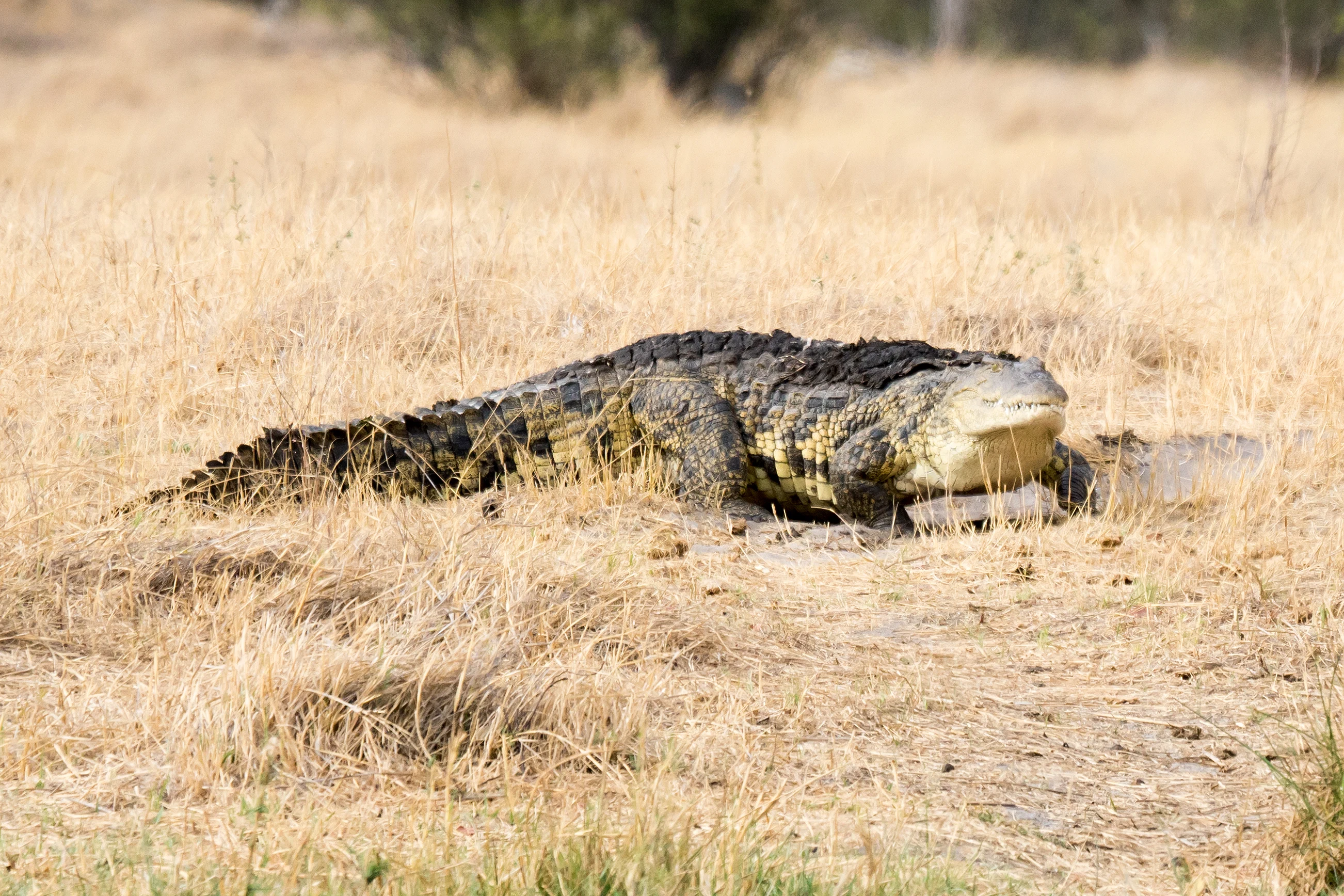 Crocodile, Khwai to Moremi, Botswana — photo by Jim Bennett