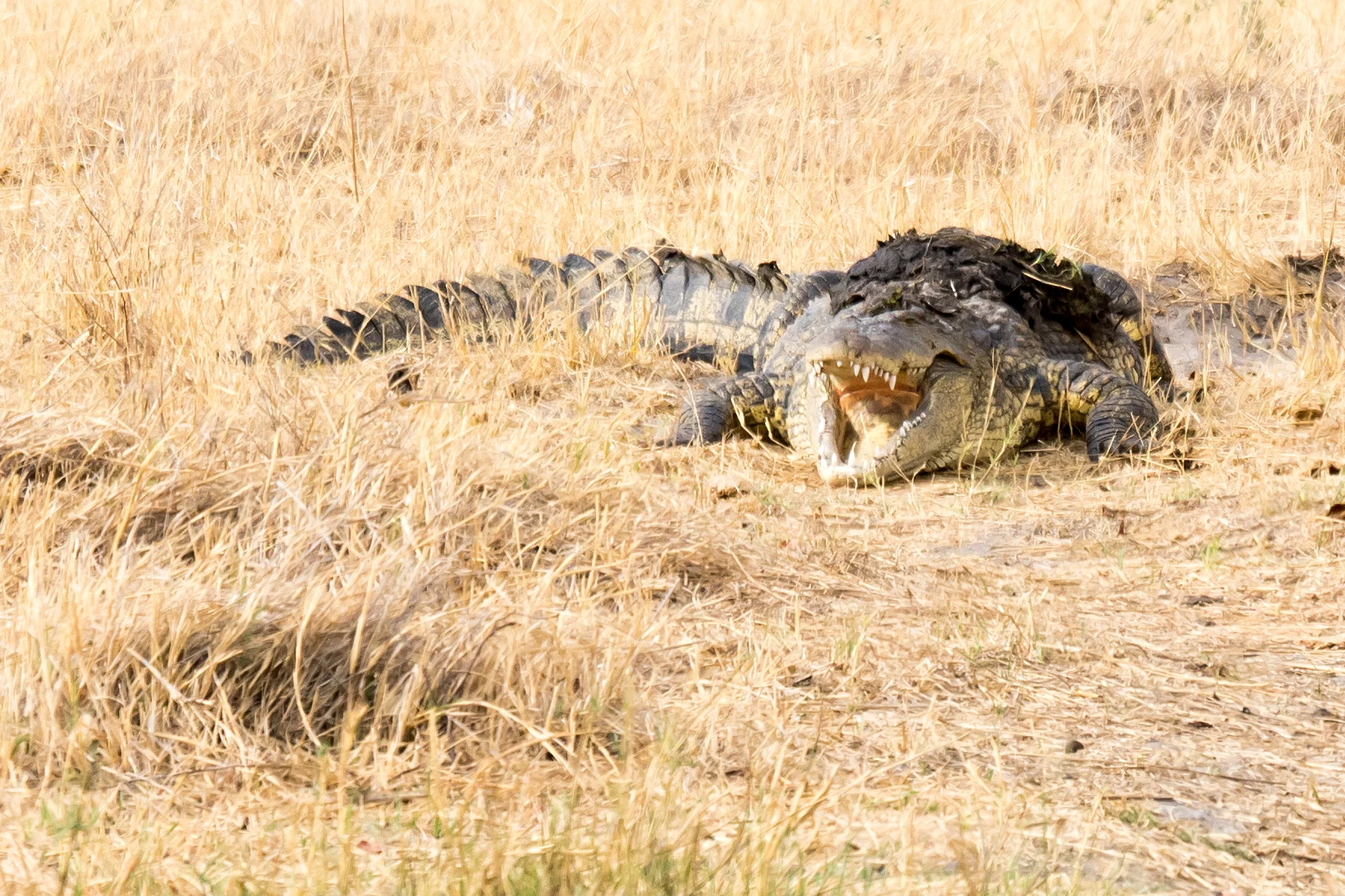 Crocodile, Khwai to Moremi, Botswana — photo by Jim Bennett