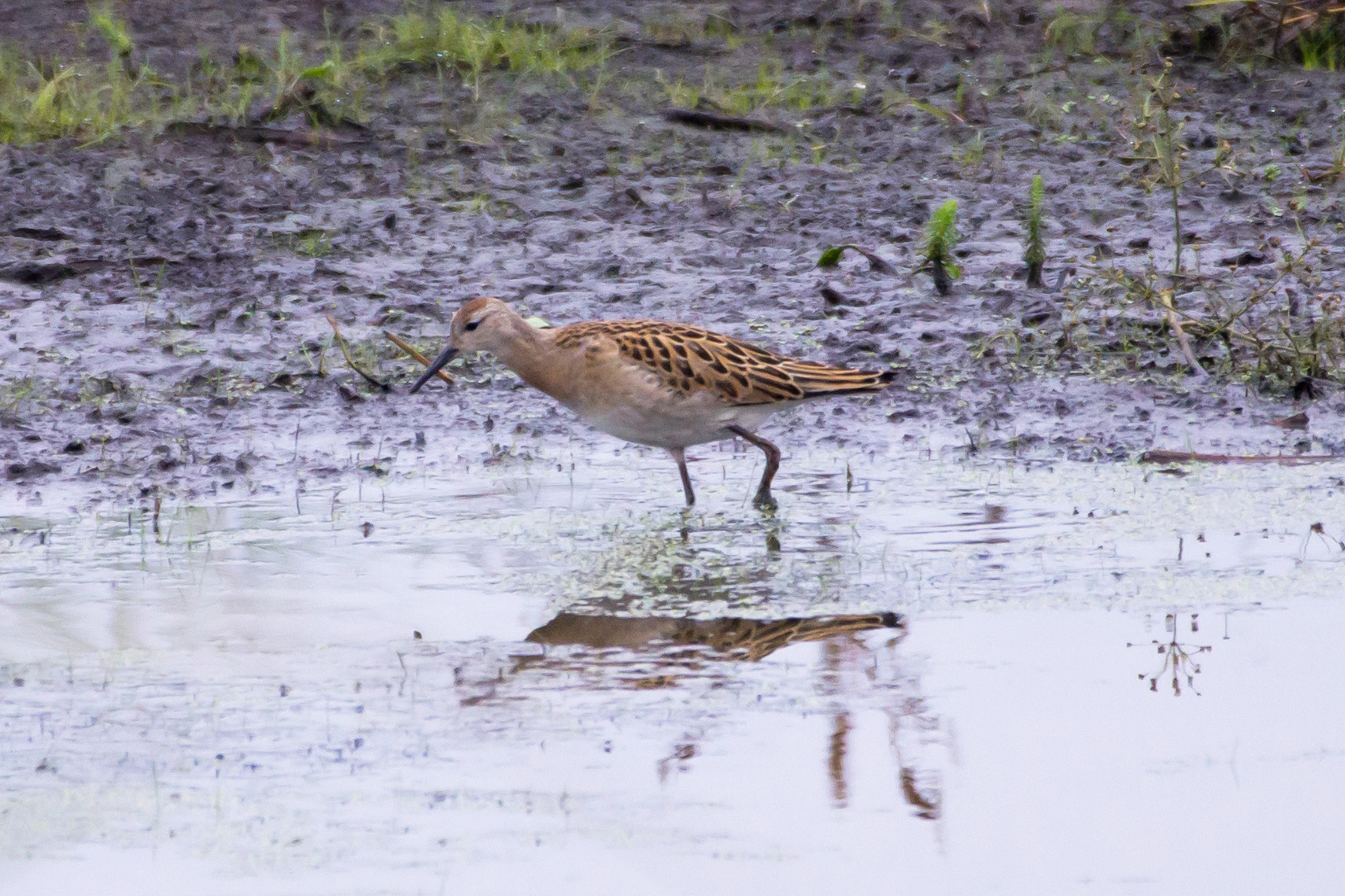 Ruff, Orebo Nature Reserve, Sweden — photo by Jim Bennett