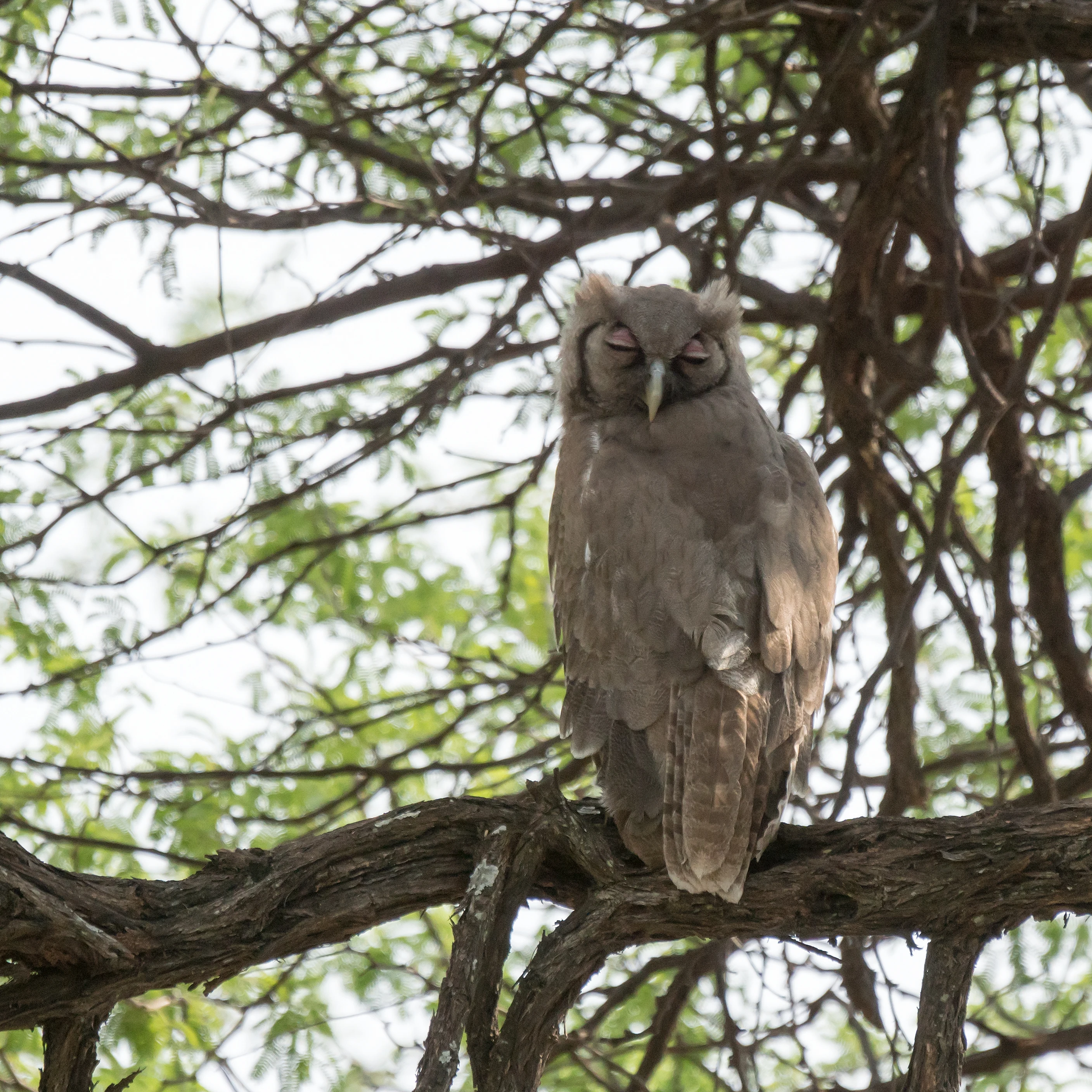 Verreaux's Eagle-Owl, Khwai to Moremi, Botswana — photo by Jim Bennett