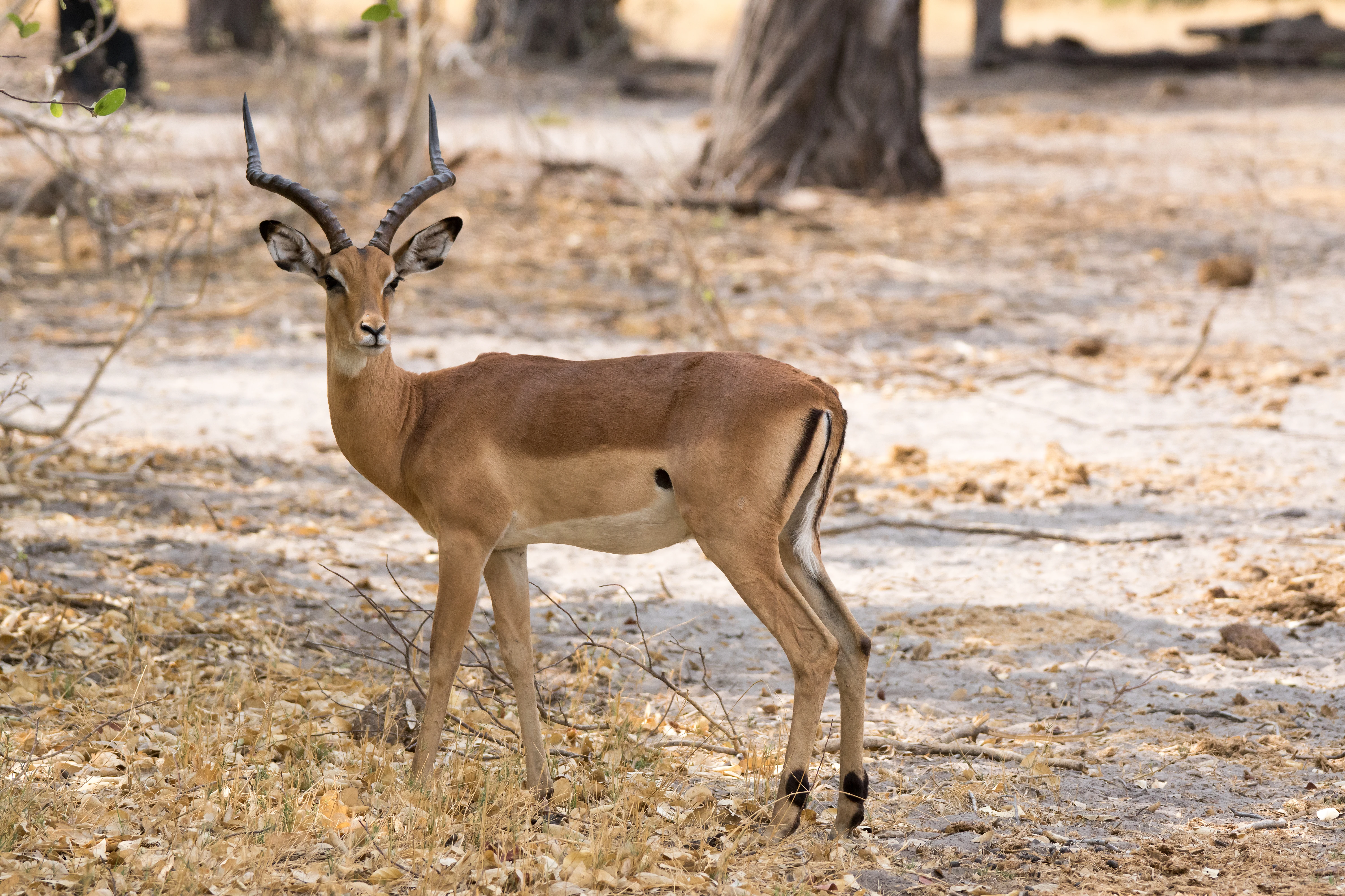 Impala, Khwai to Moremi, Botswana — photo by Jim Bennett