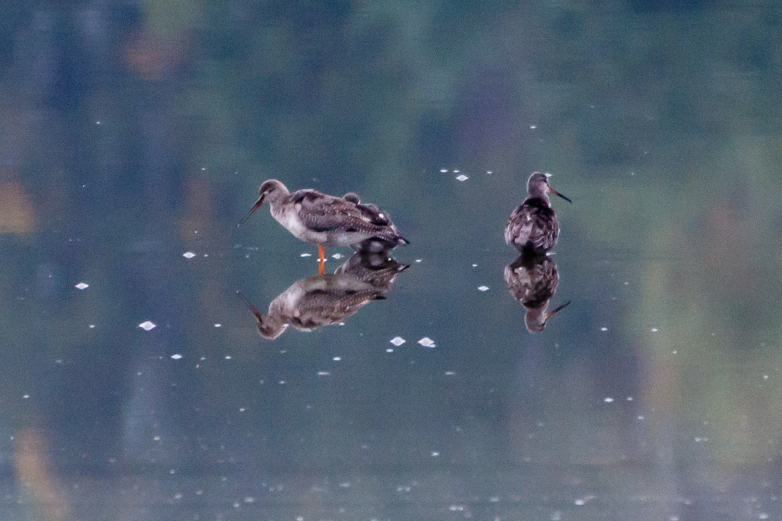 Spotted Redshanks, Orebo Nature Reserve, Sweden — photo by Jim Bennett