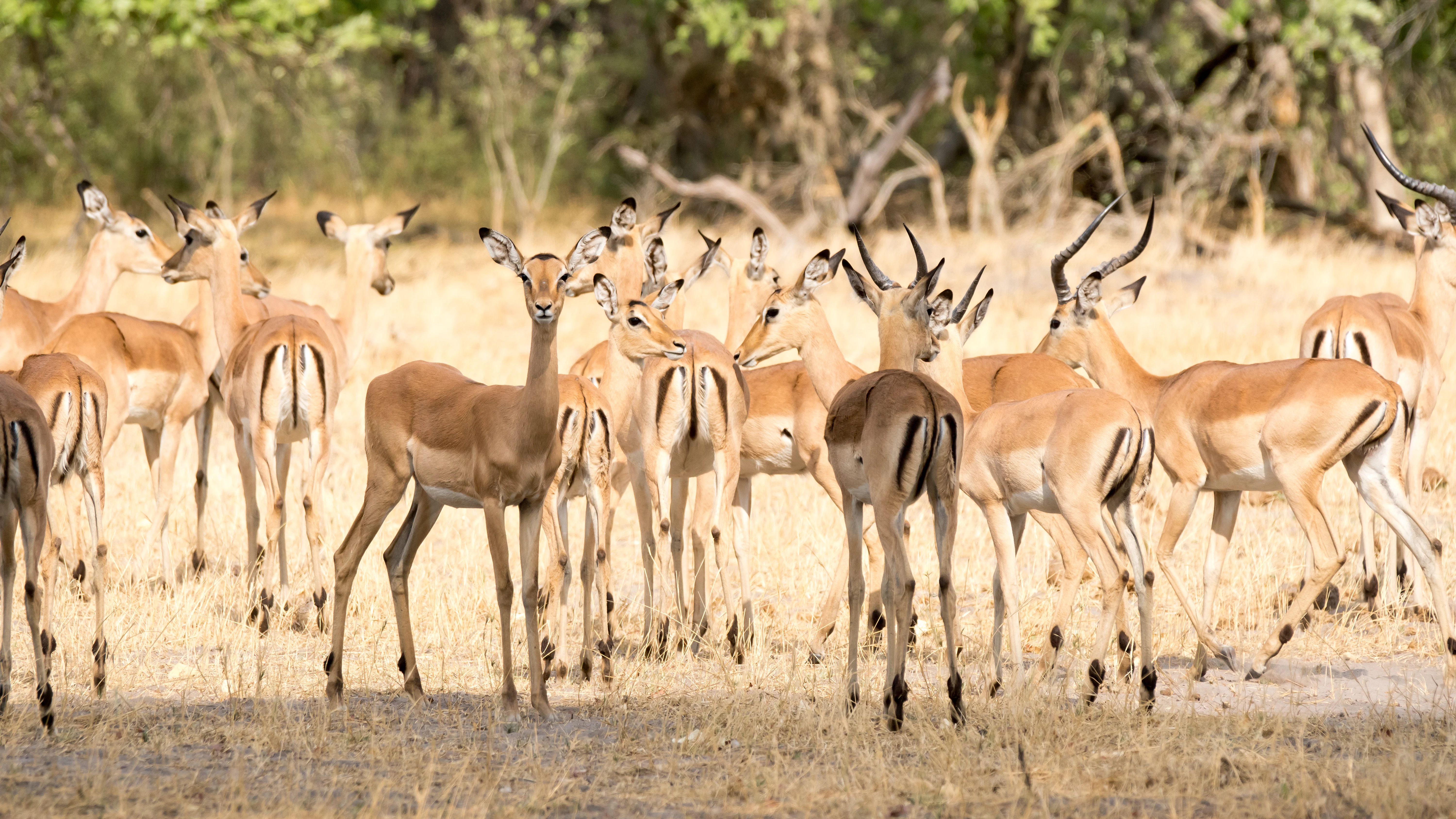 Impala, Khwai to Moremi, Botswana — photo by Jim Bennett