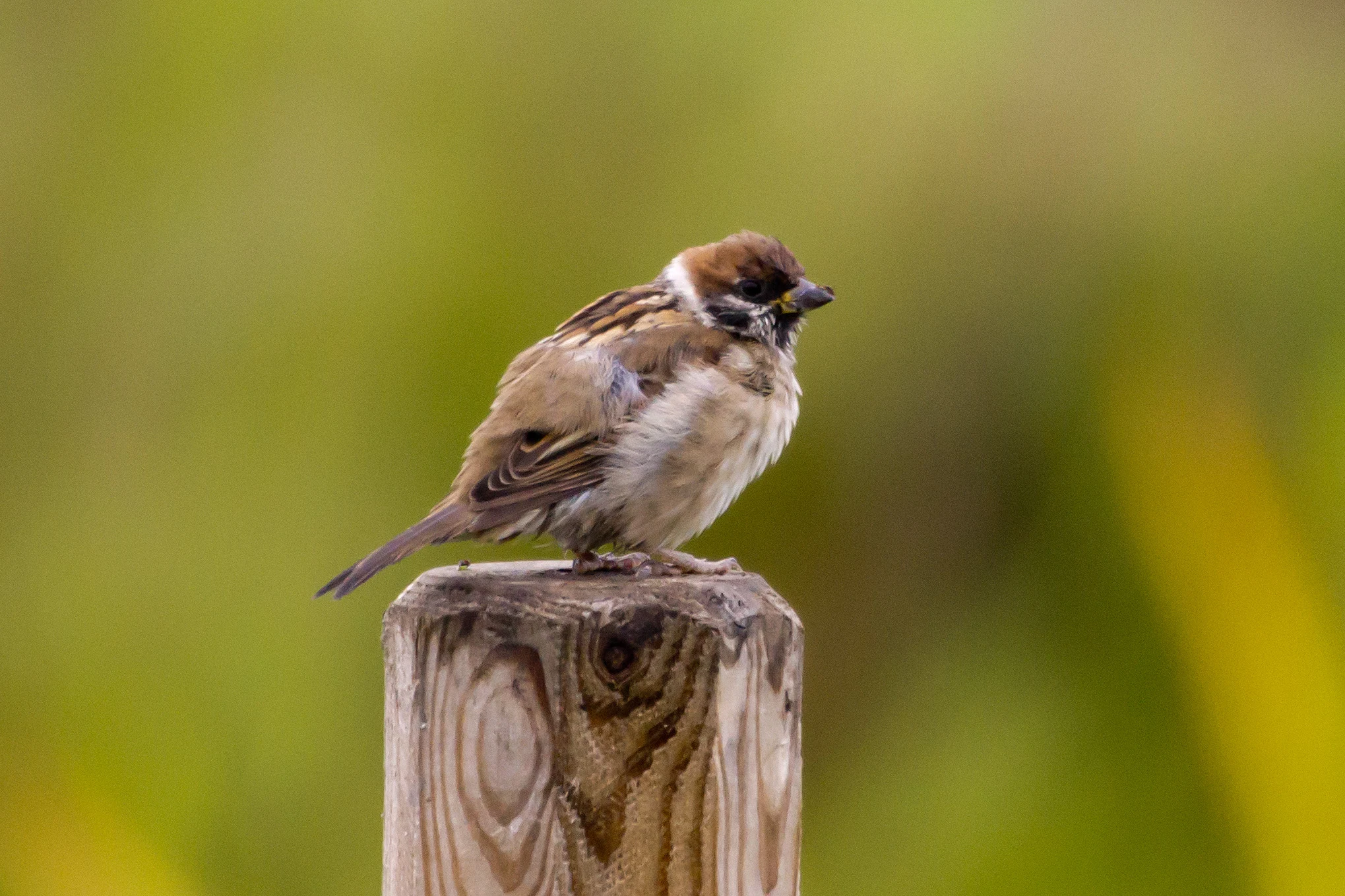 Tree Sparrow, Orebo Nature Reserve, Sweden — photo by Jim Bennett