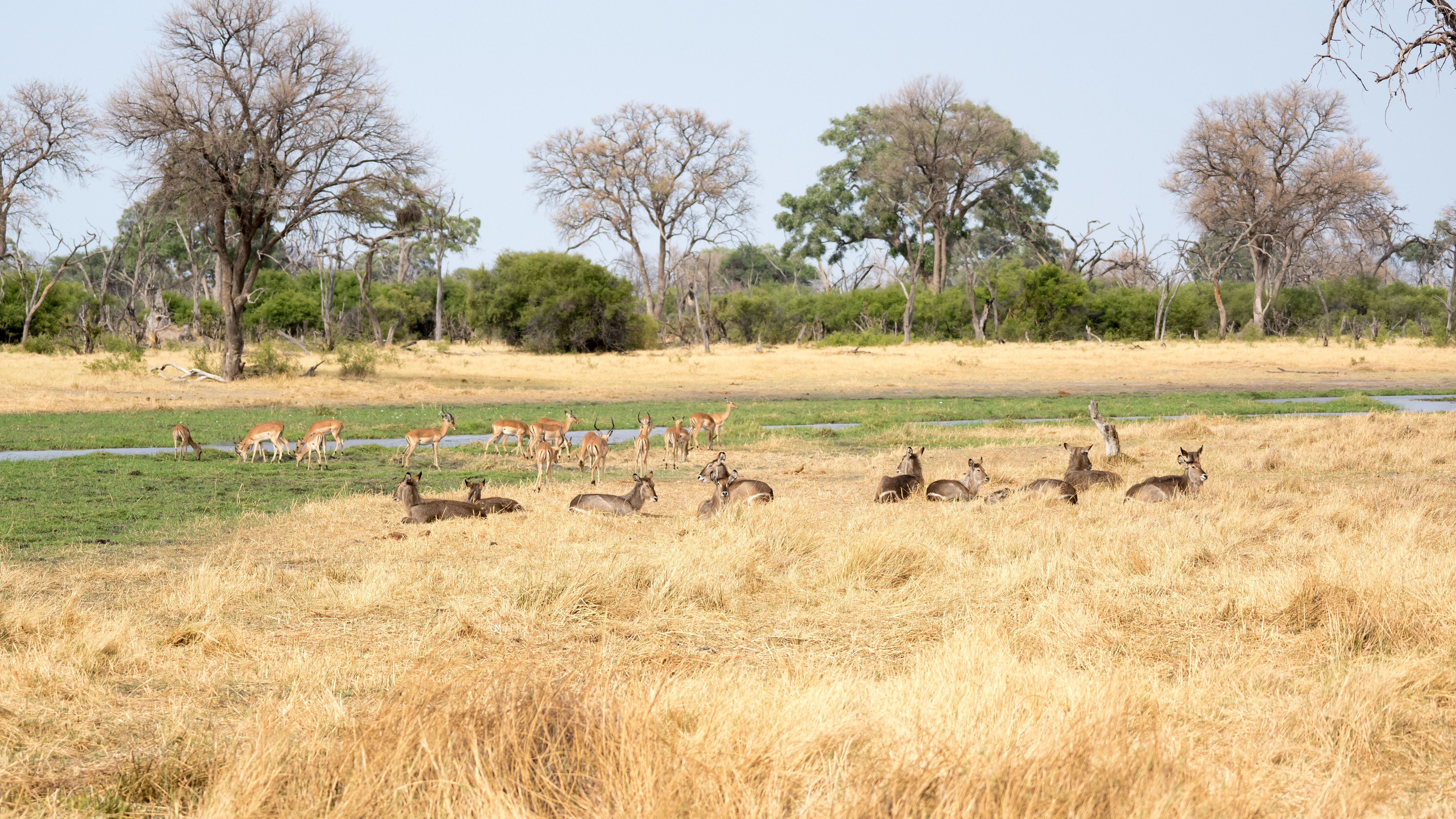 Waterbuck & Impala, Khwai to Moremi, Botswana — photo by Jim Bennett