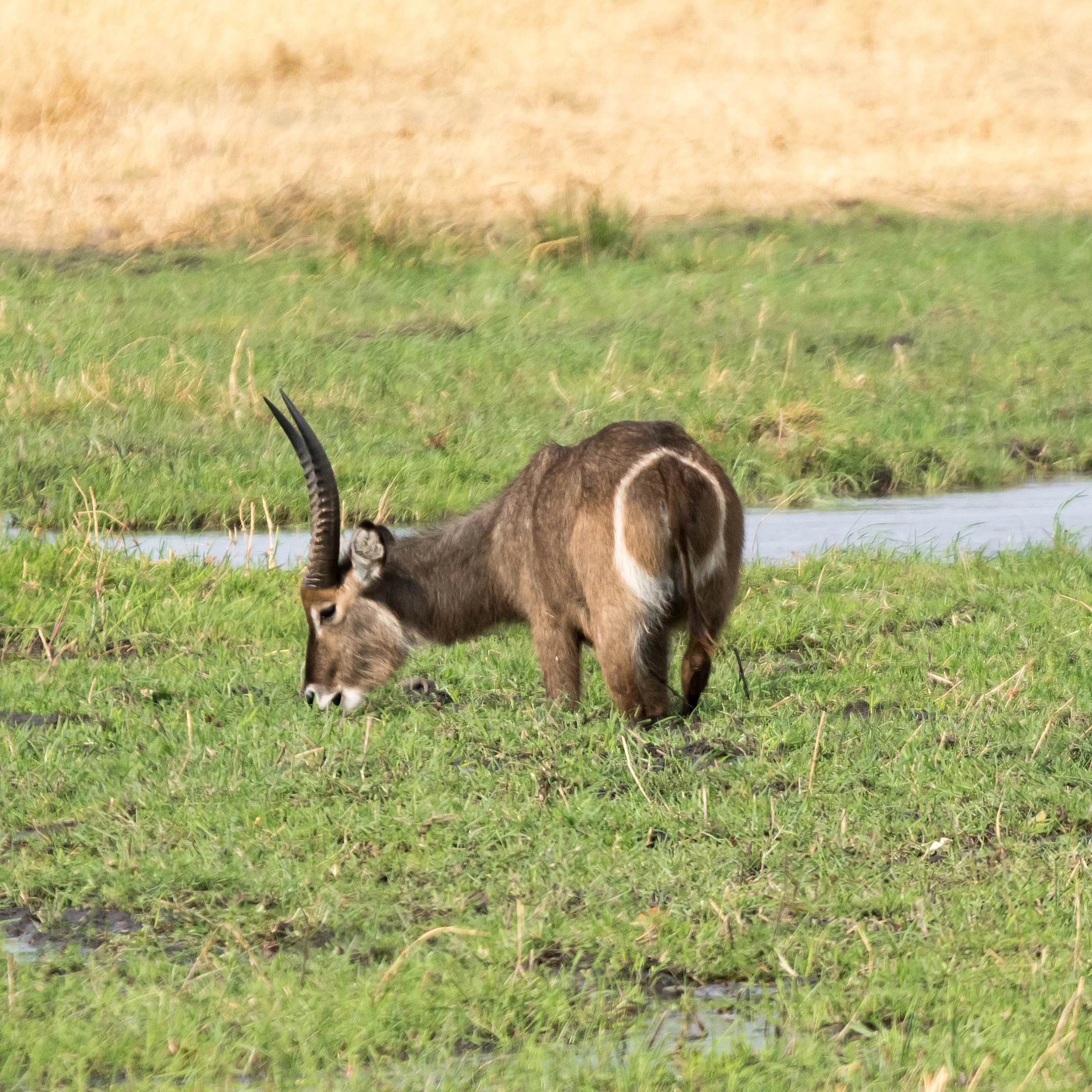 Waterbuck, Khwai to Moremi, Botswana — photo by Jim Bennett