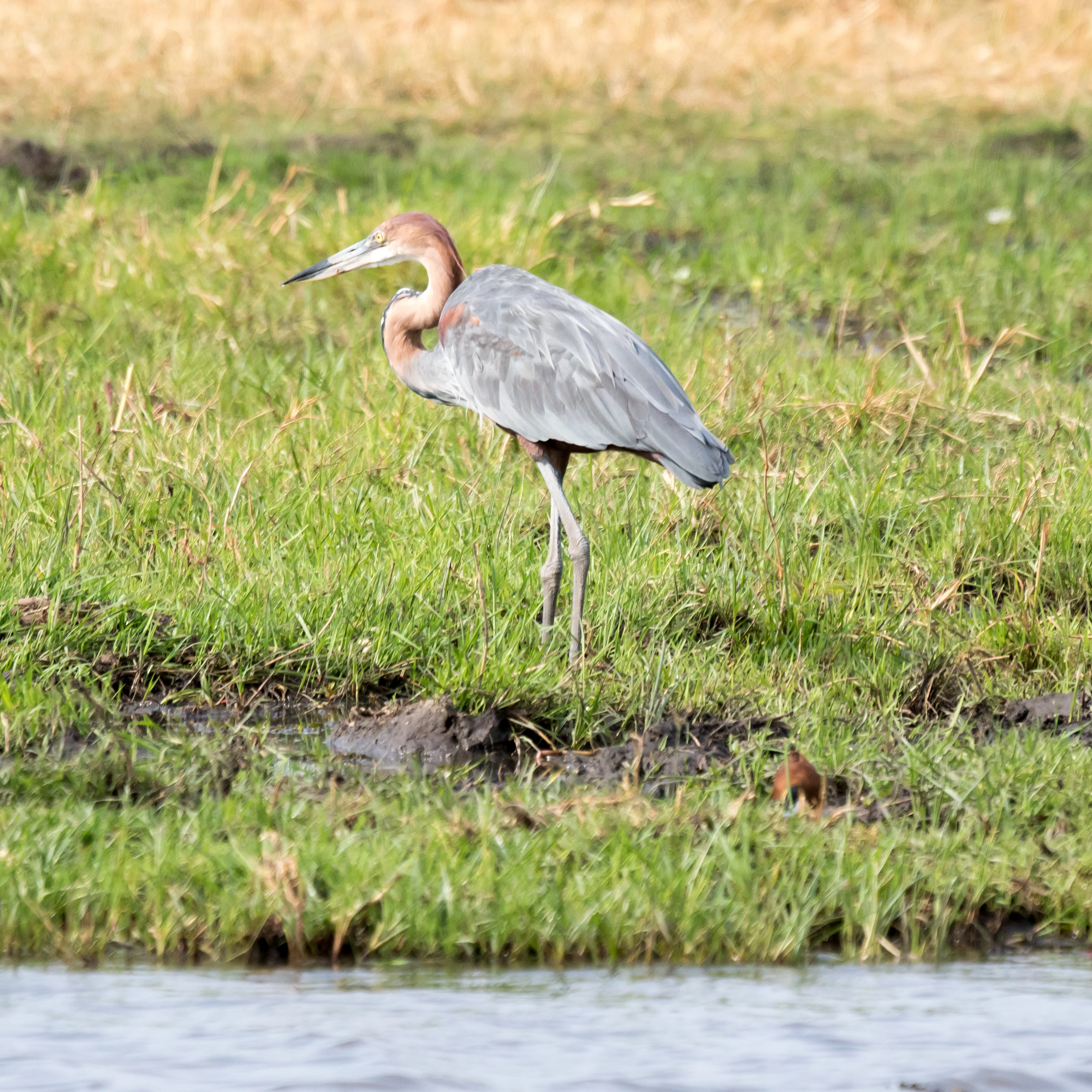 Goliath Heron, Khwai to Moremi, Botswana — photo by Jim Bennett
