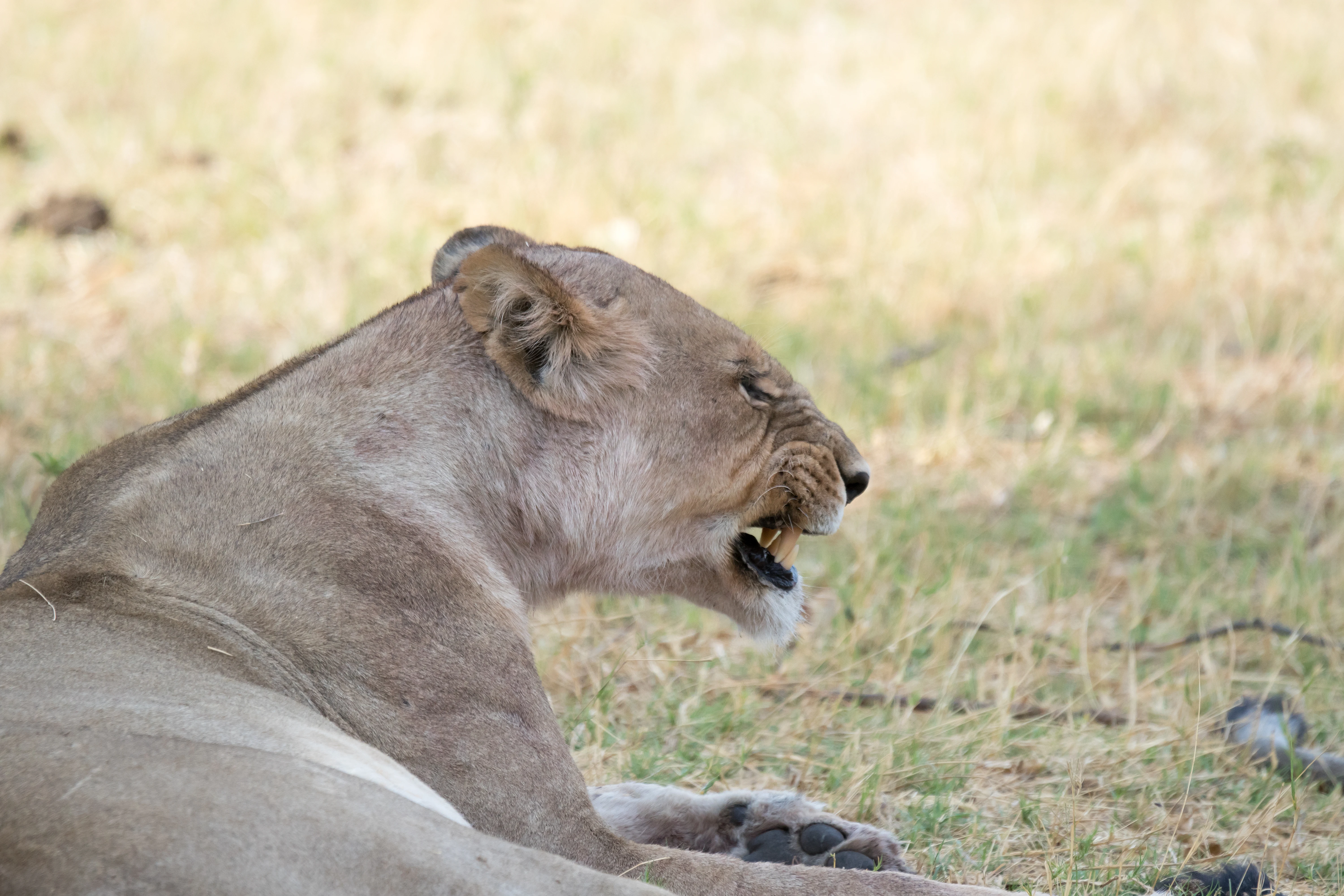 Lioness, Khwai to Moremi, Botswana — photo by Jim Bennett