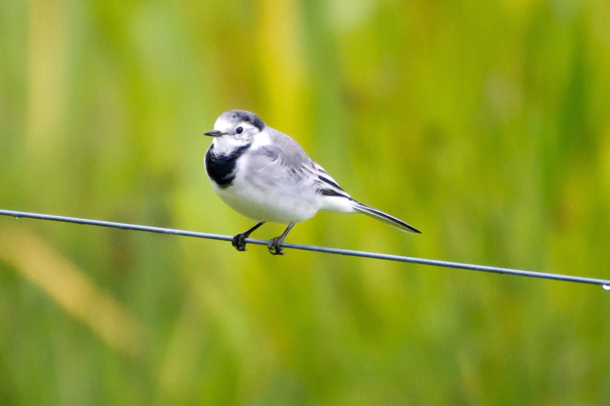 White Wagtail, Orebo Nature Reserve, Sweden — photo by Jim Bennett