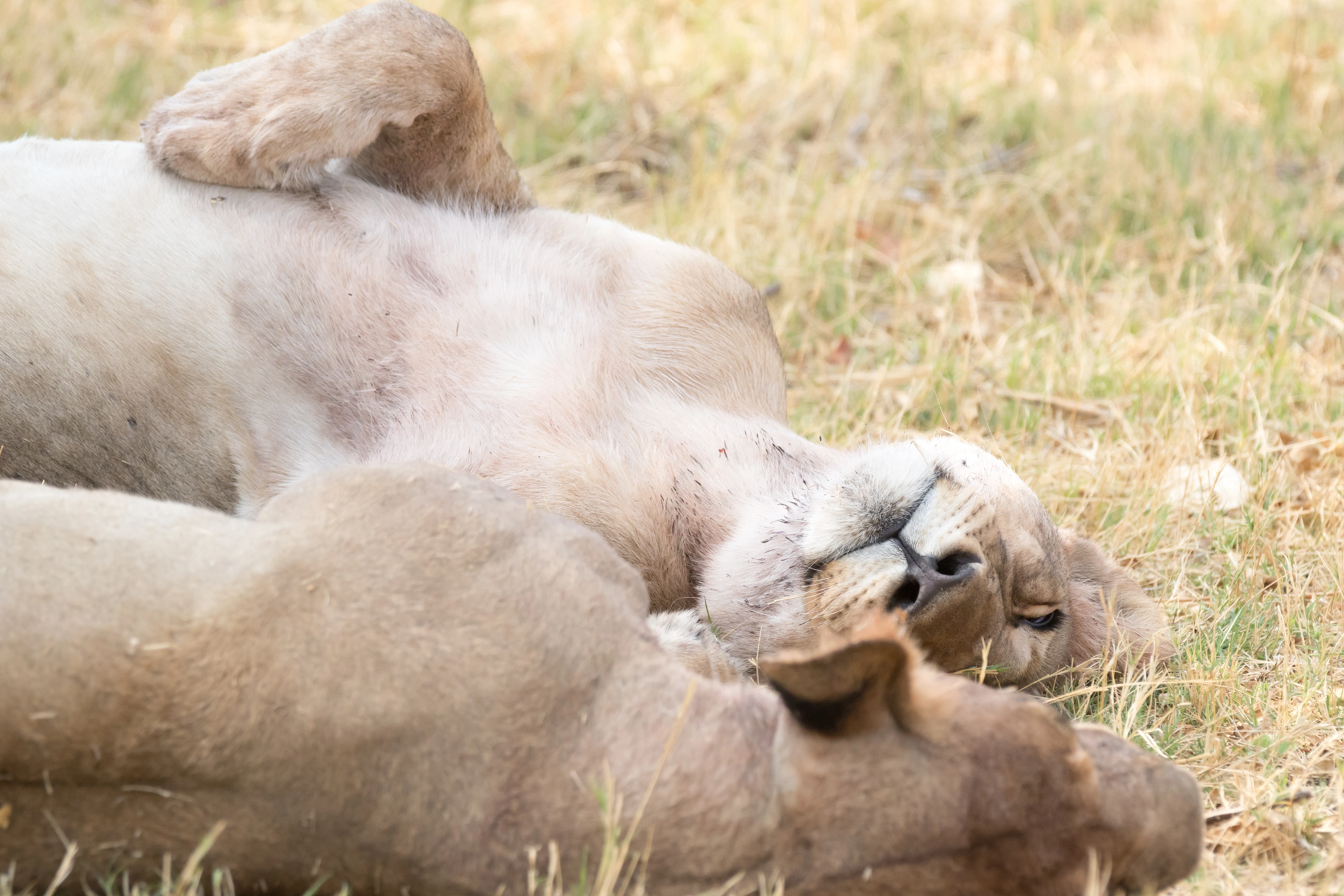 Lions, Khwai to Moremi, Botswana — photo by Jim Bennett