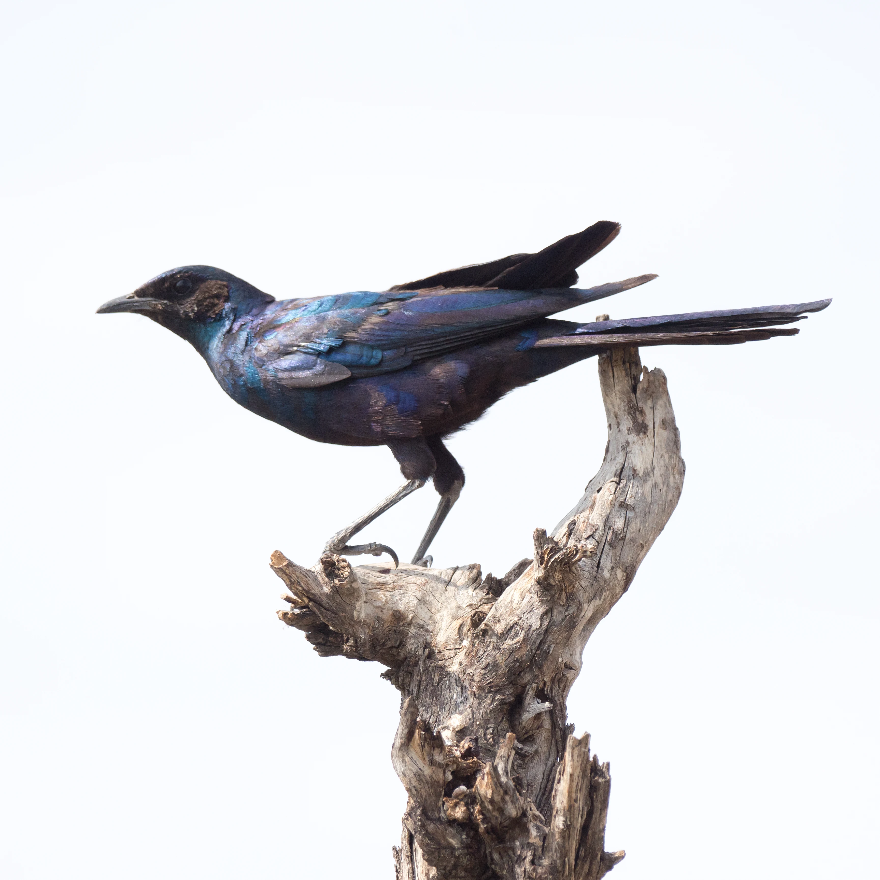 Burchell's Starling, Khwai to Moremi, Botswana — photo by Jim Bennett